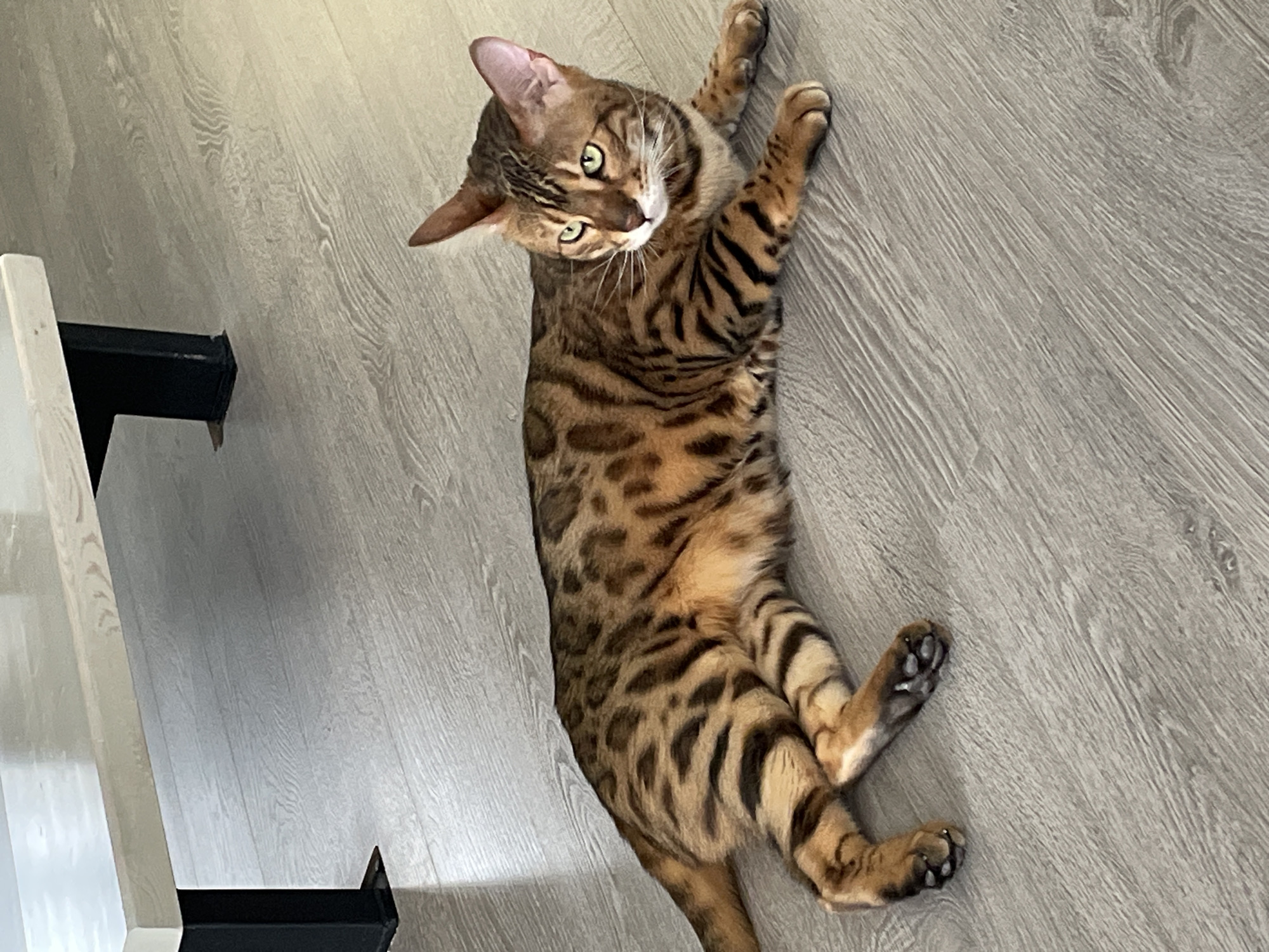 Bengal cat relaxes on wooden floor in Izhevsk