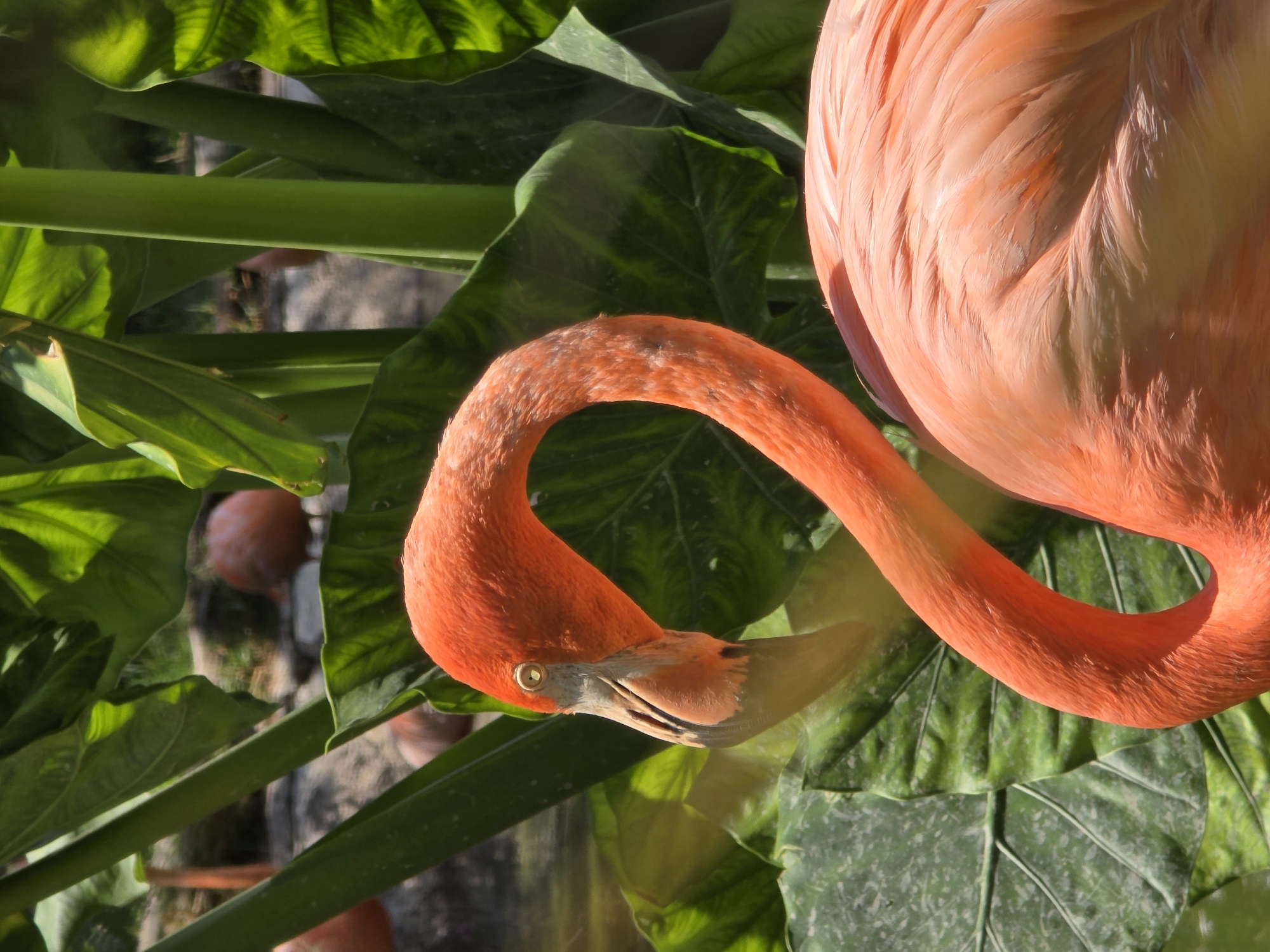 Visitors capture flamingo habitat scenes at Puebla wildlife facility