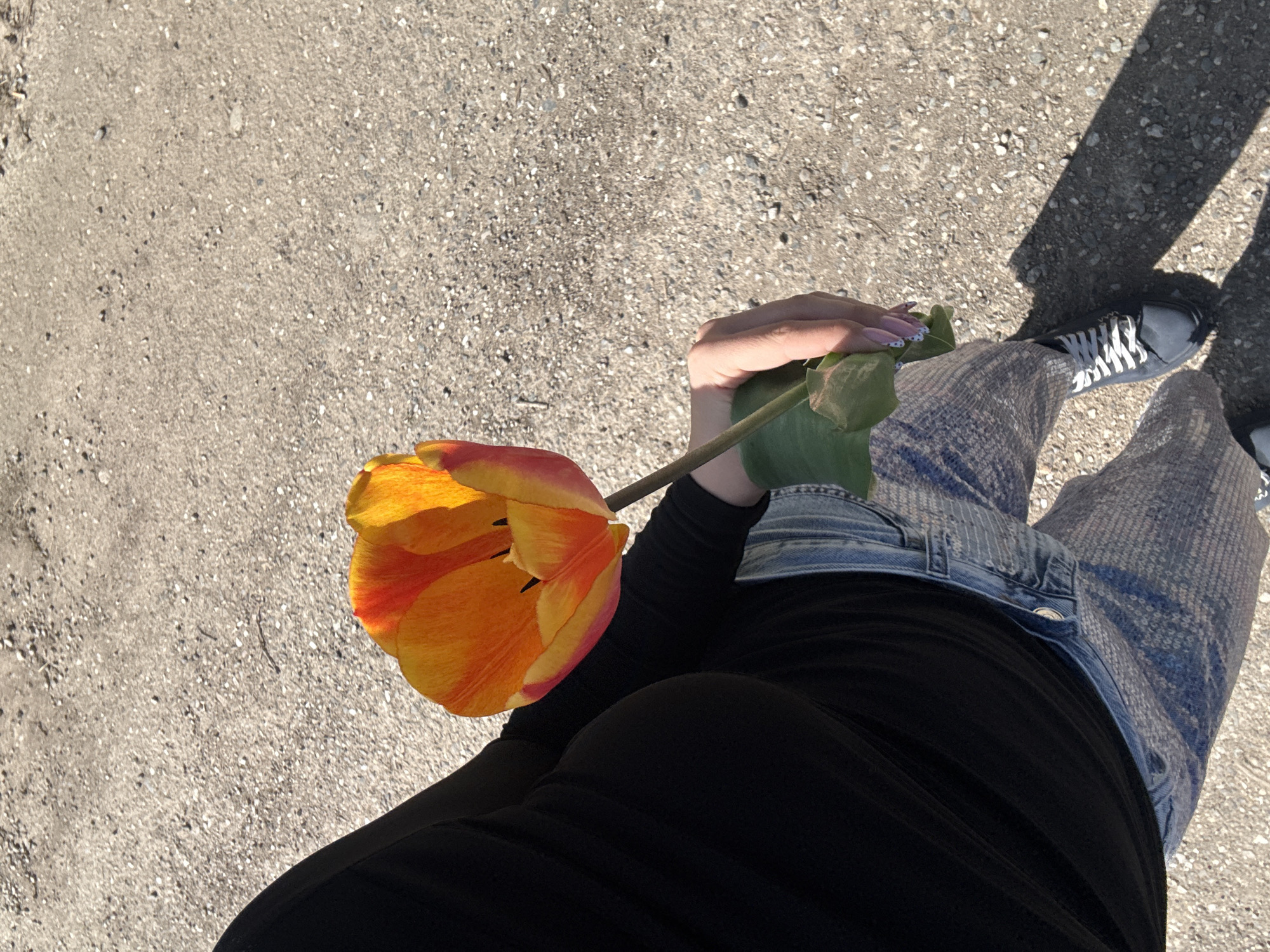 Person carries orange tulip, places it in Volvo car