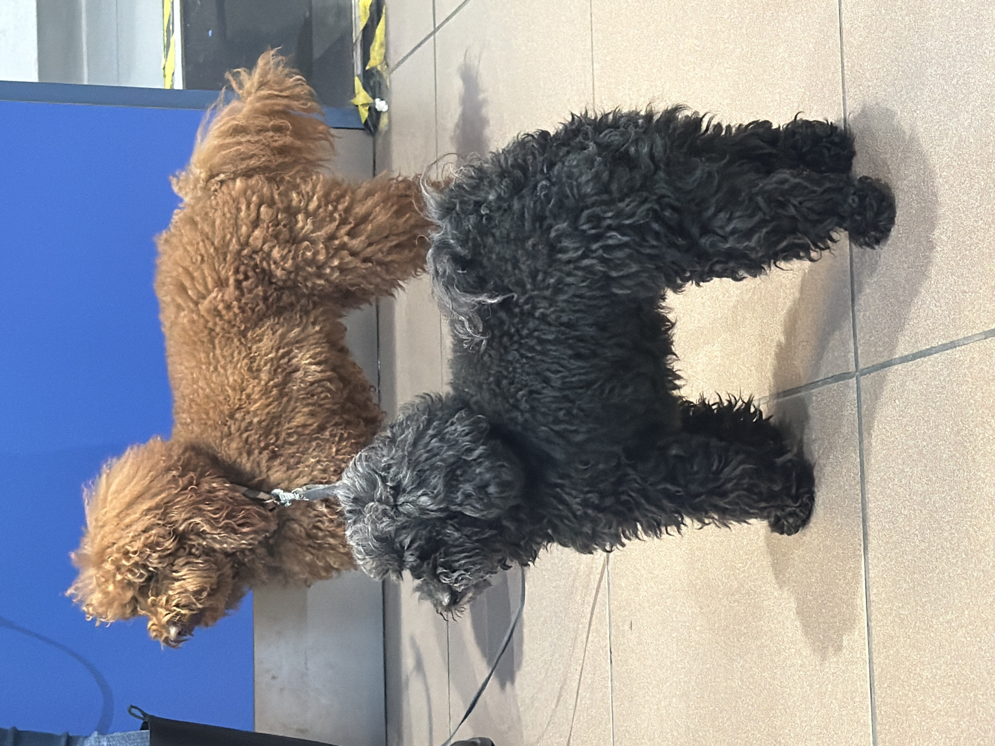 Two curly-haired dogs spotted indoors in Milan