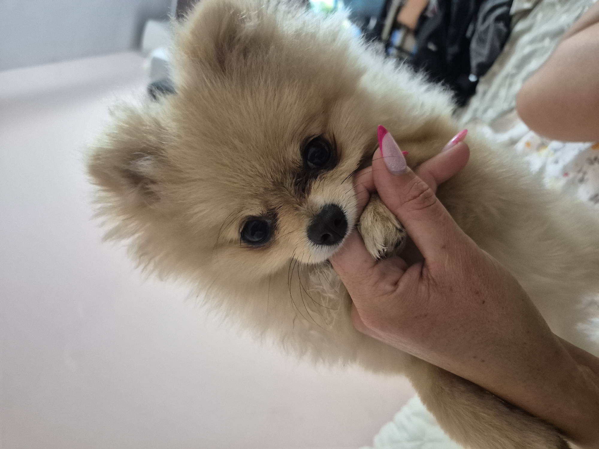 Pomeranian playtime and purple-lit selfies in Burgas