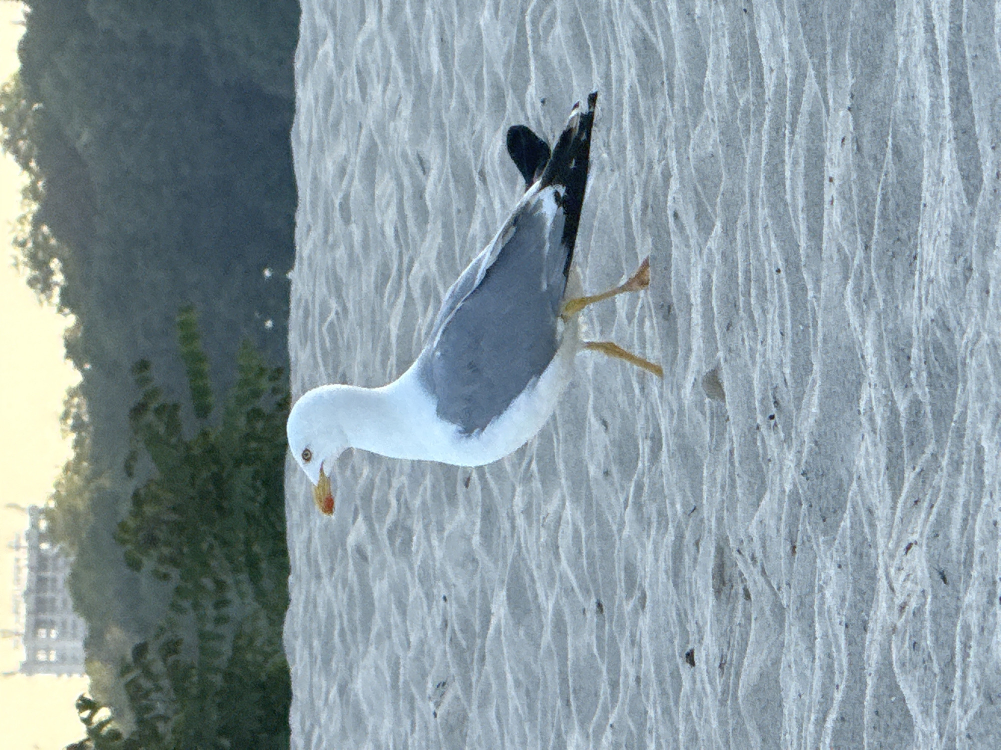 Coastal afternoon: beach wildlife, calm water, dusk promenade