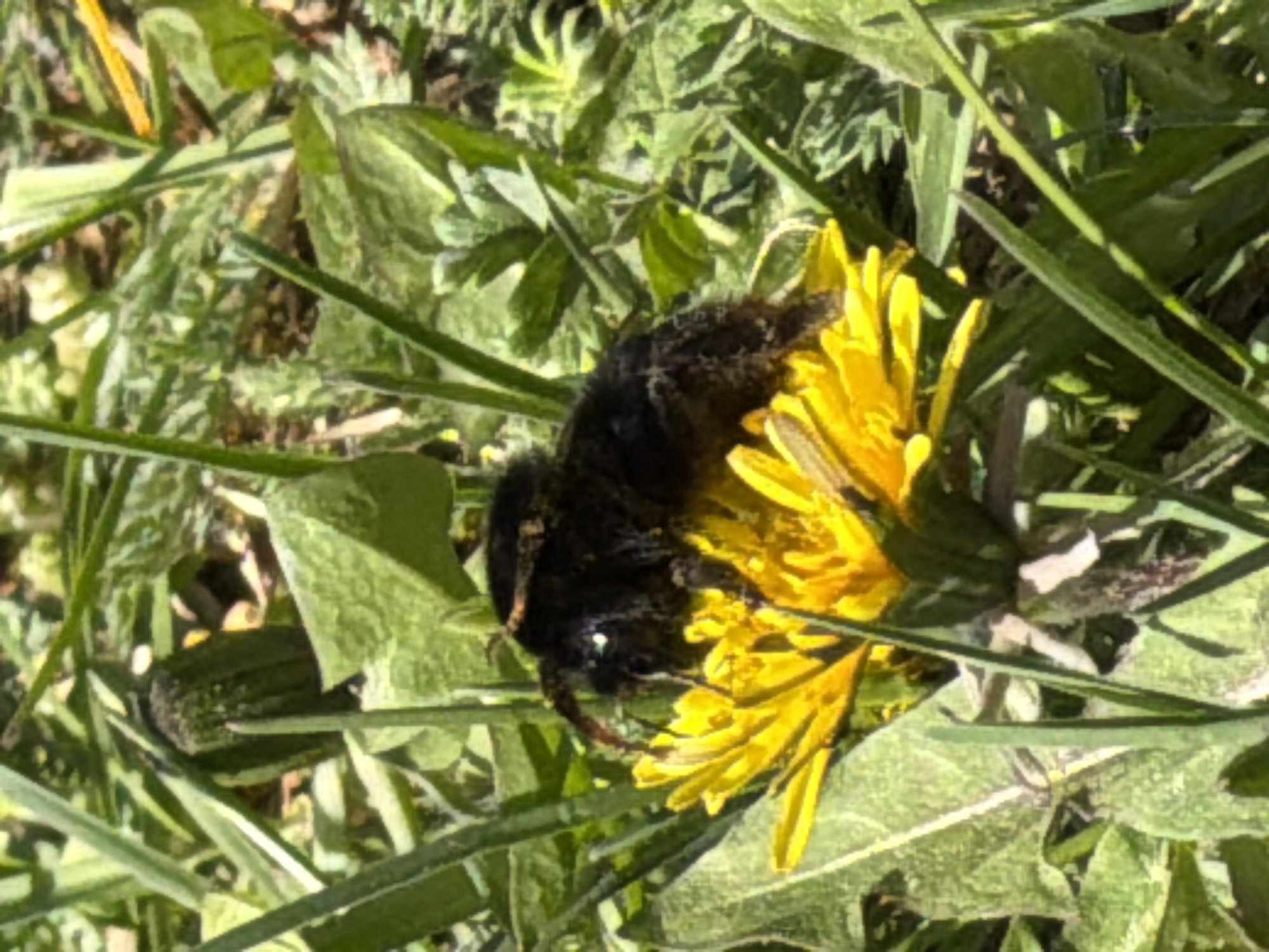 Bee feeds on dandelion flower in Уральское, Russia