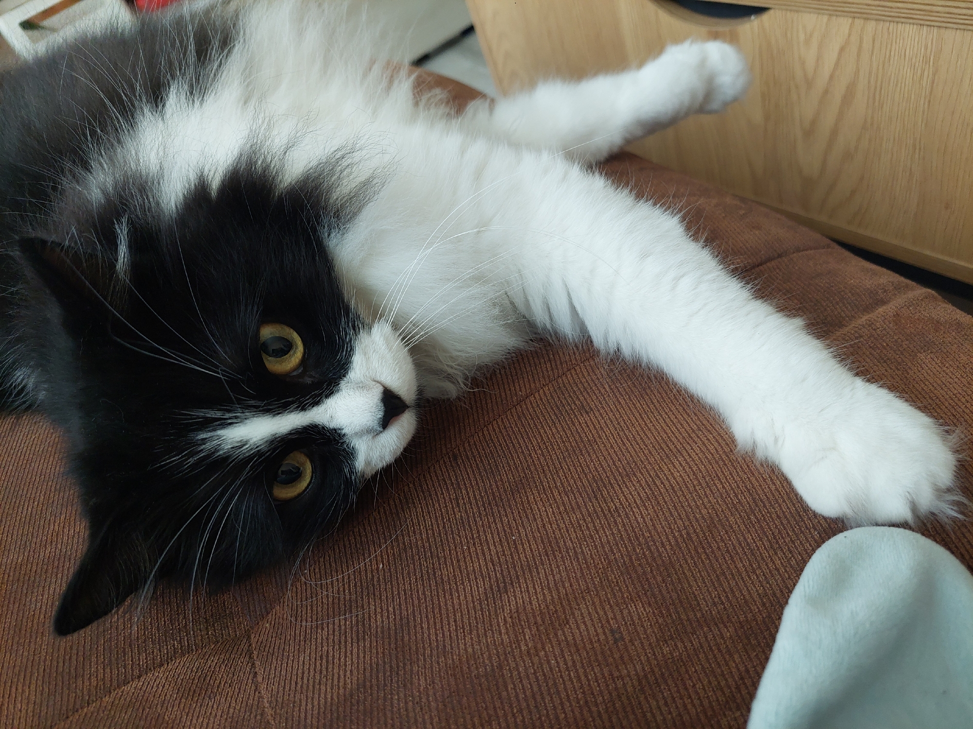 Black and white cat observed resting indoors in Plovdiv