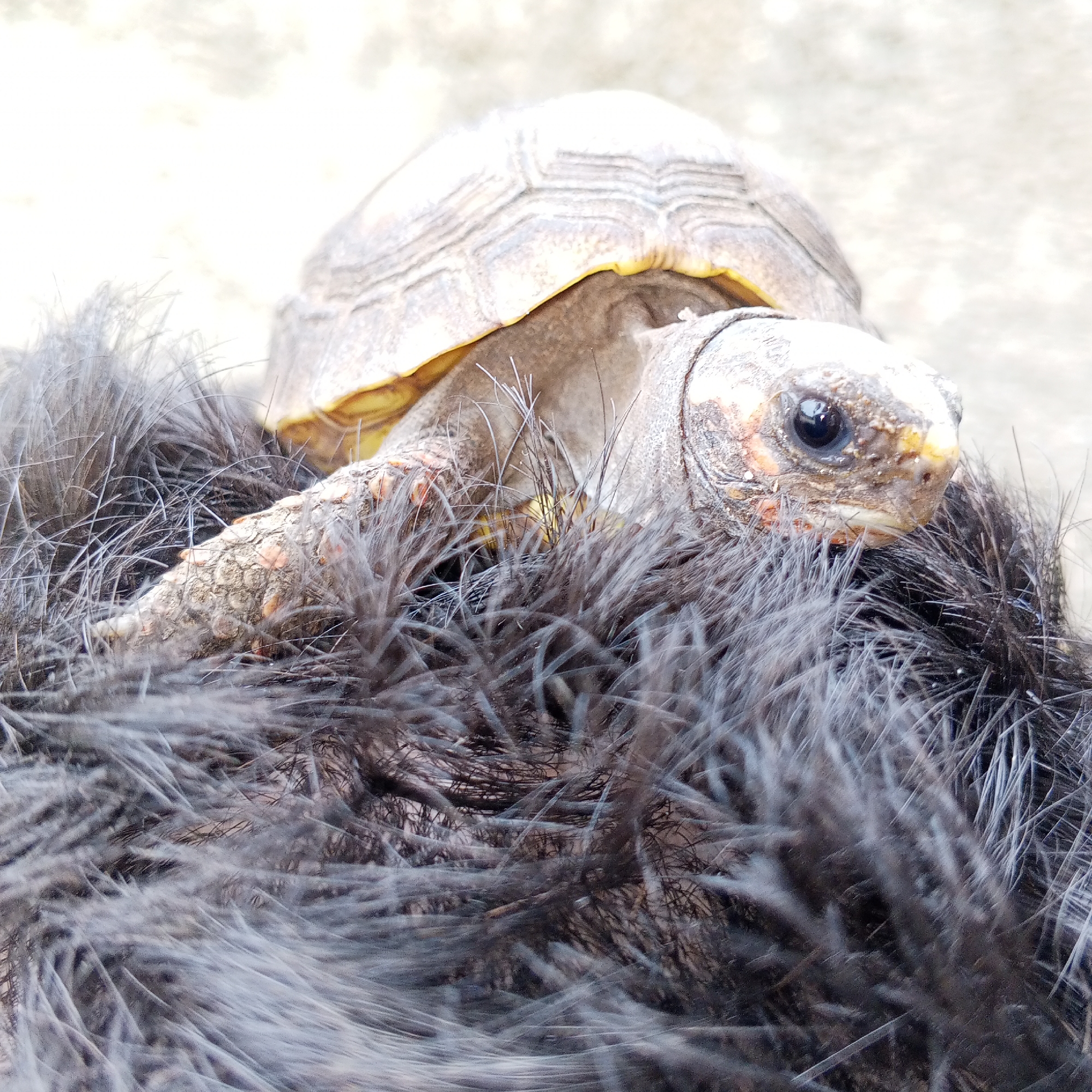 Red-footed tortoises up close in Altagracia, Venezuela