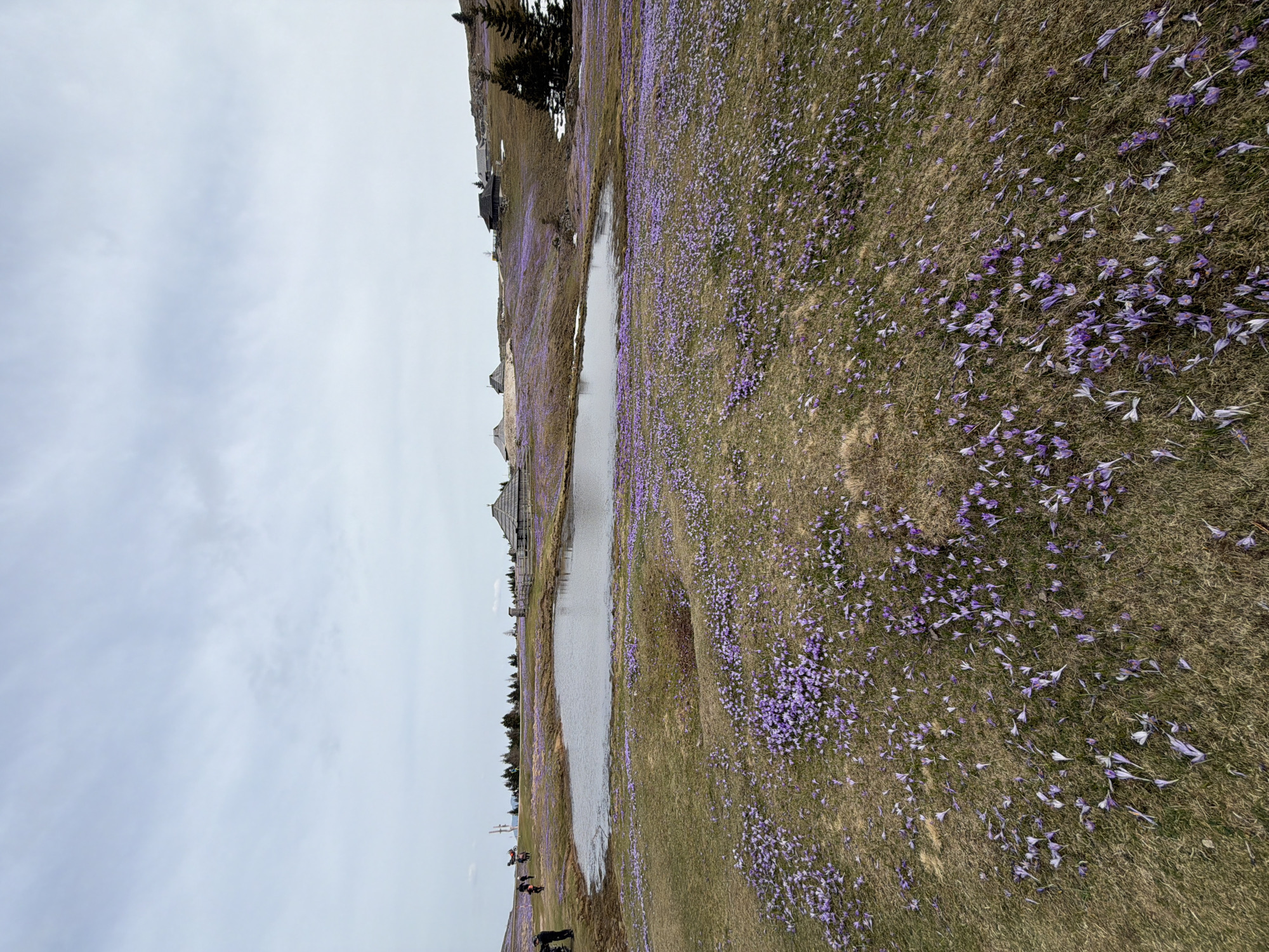 Spring crocus blooms documented across Kamnik alpine meadows