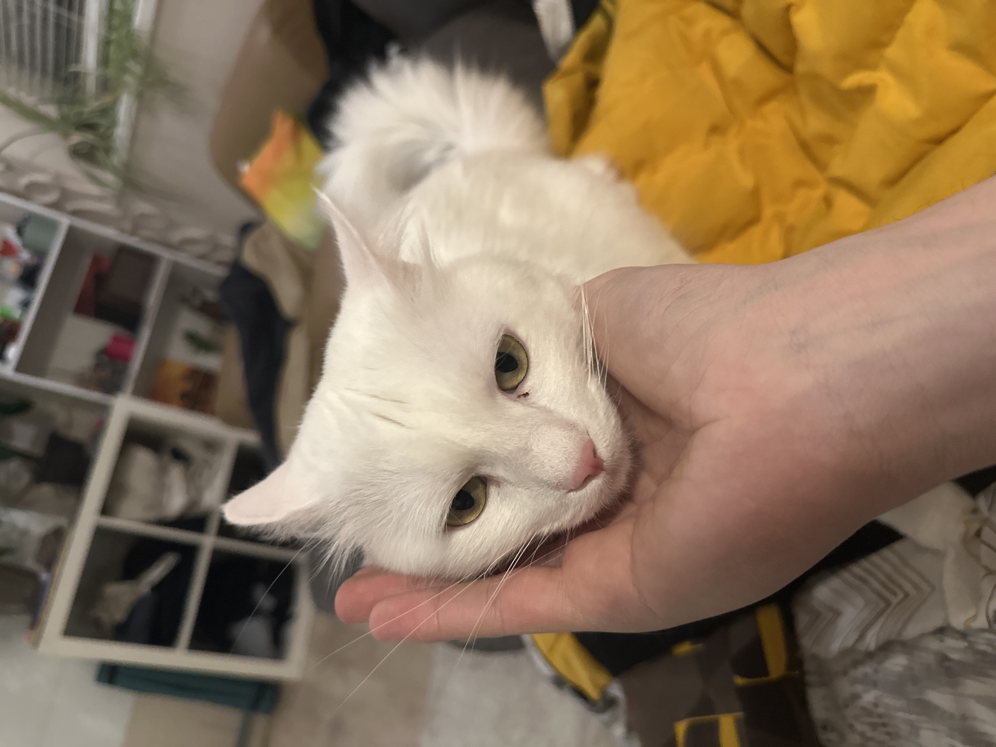 White cat rests peacefully in human hand in Sofia