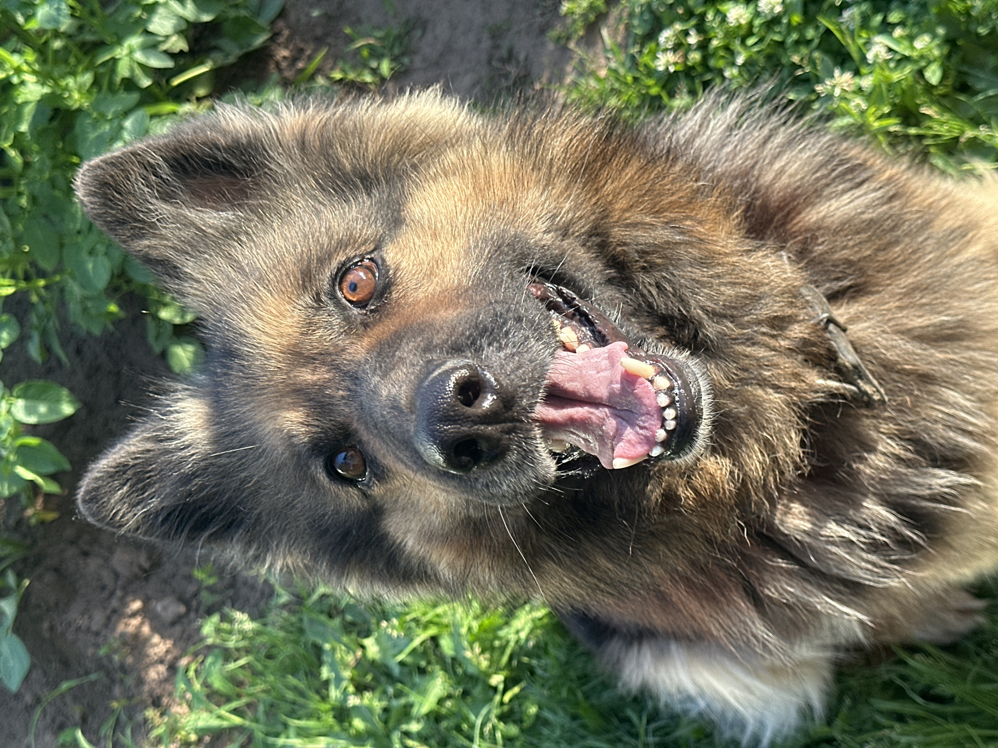 German Shepherds enjoying a sunny afternoon in a Chaikovsky yard