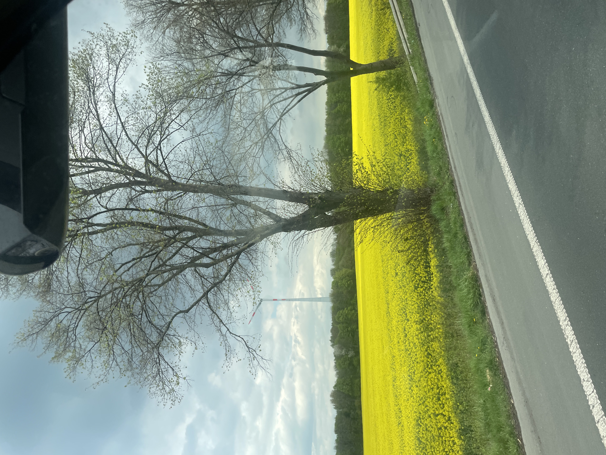 Spring rapeseed fields bloom near Dortmund, Germany