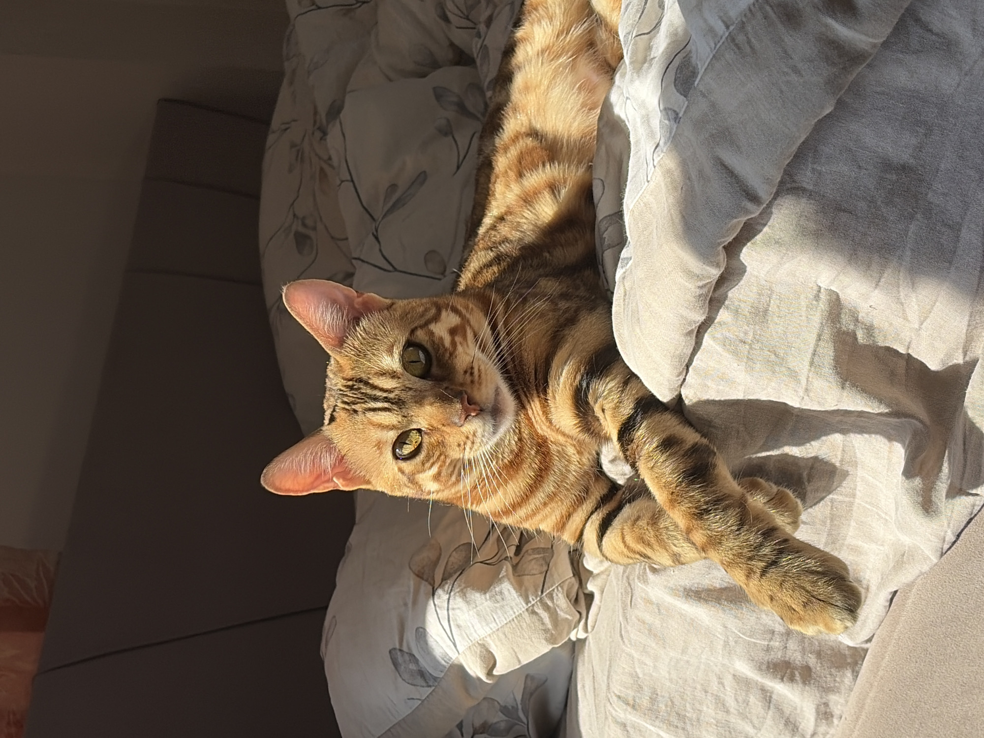 Woman and Bengal cat share quiet morning moment in Krasnoyarsk