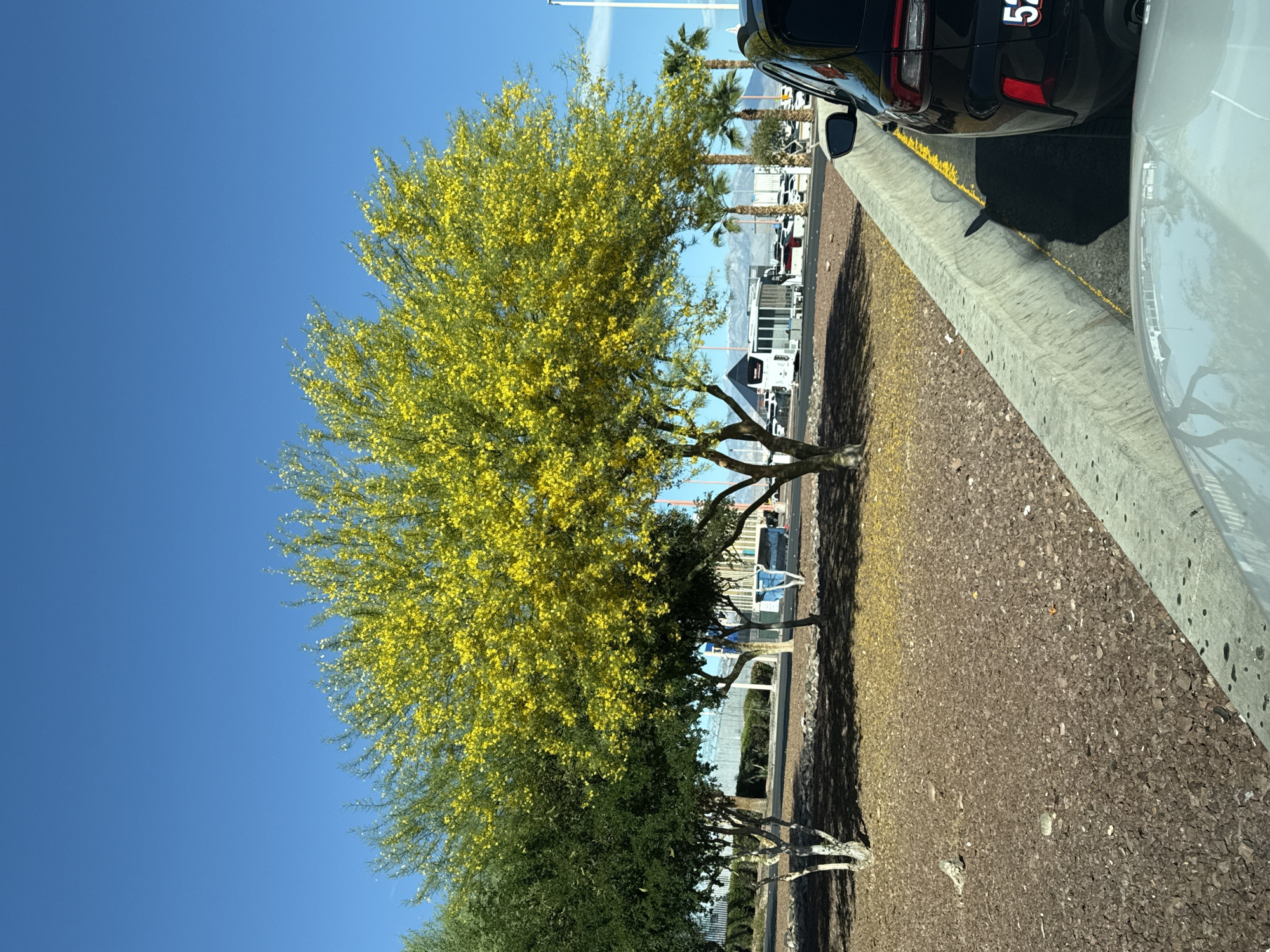 Spring blooms observed on Paradise street amid clear skies