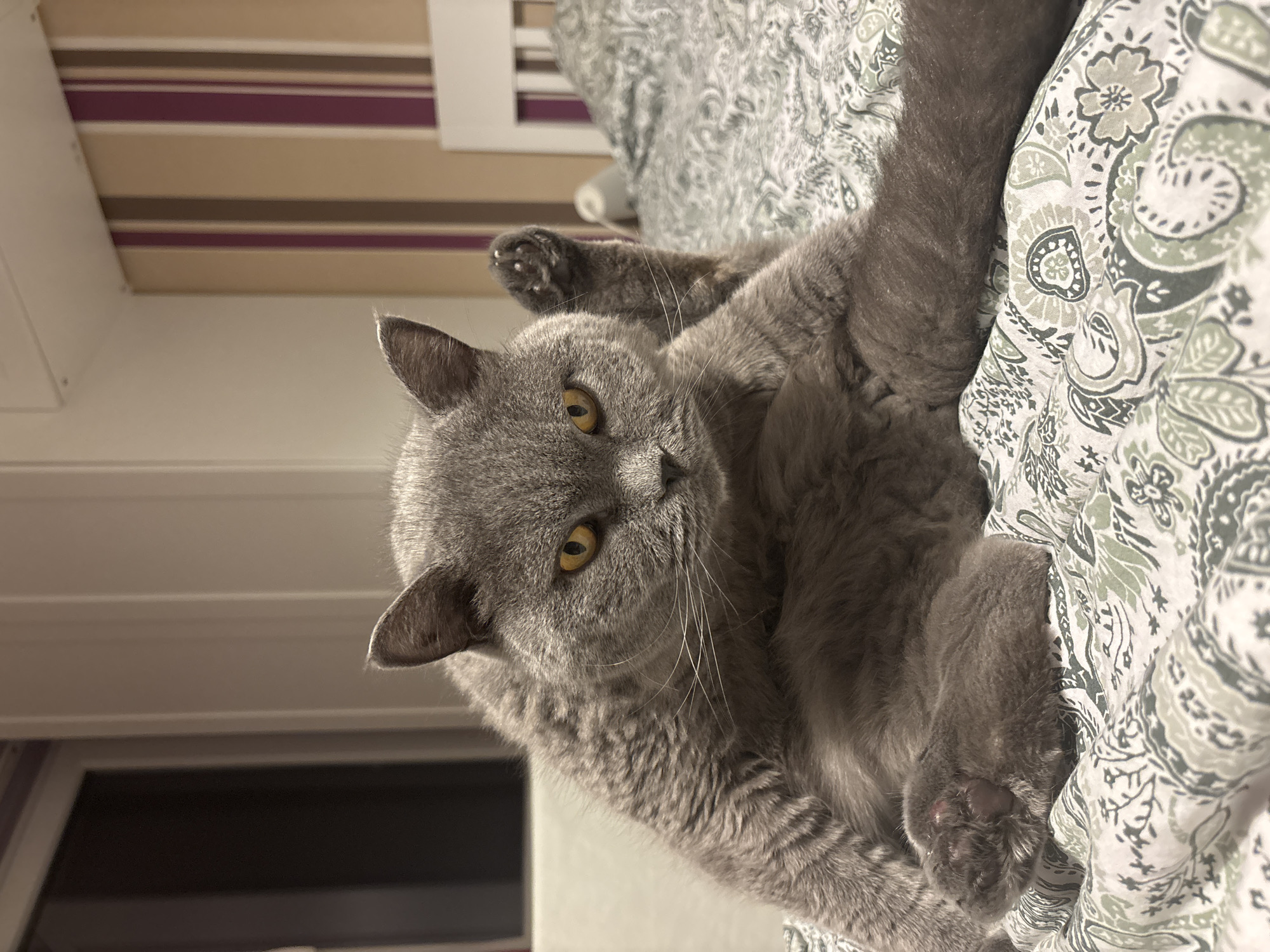 Domestic pets documented during quiet evening in Sofia