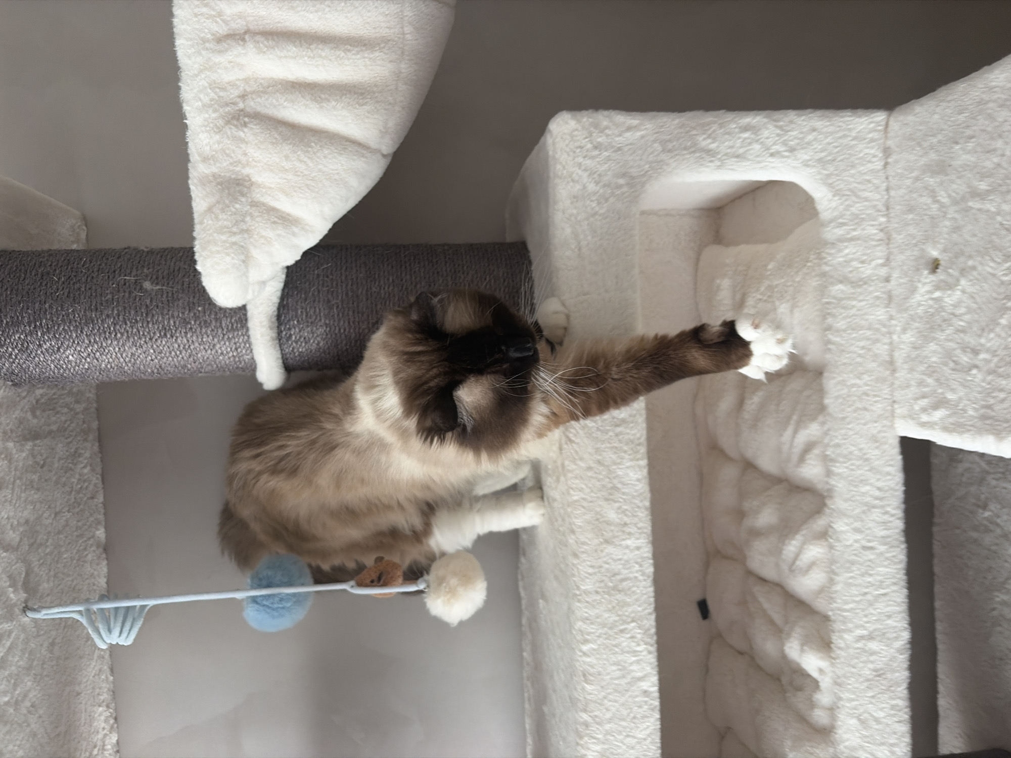 Ragdoll cat observed during afternoon activities in Rijswijk home