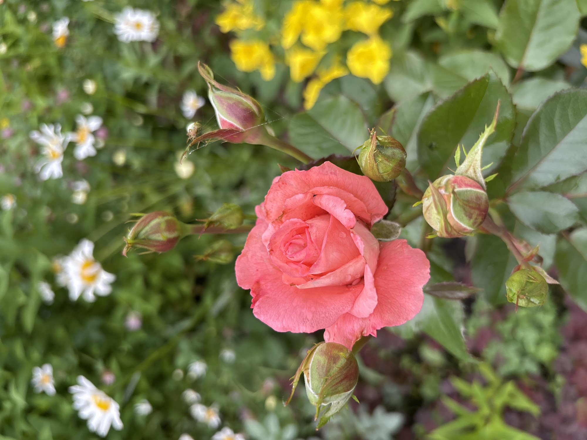Wet blooms and a beetle in a Russian summer garden