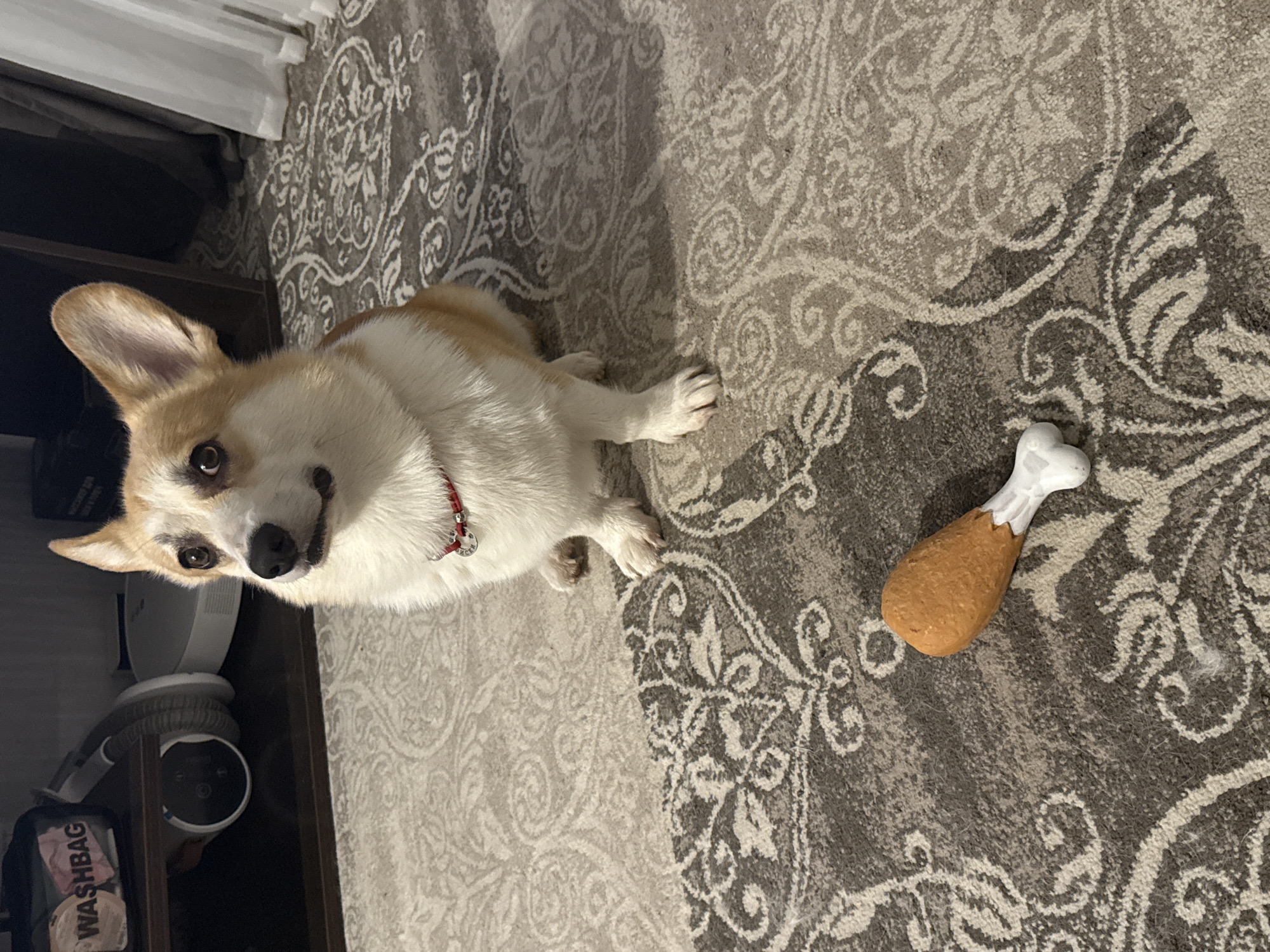 Corgi playtime and a cat on a snowy windowsill in Perm