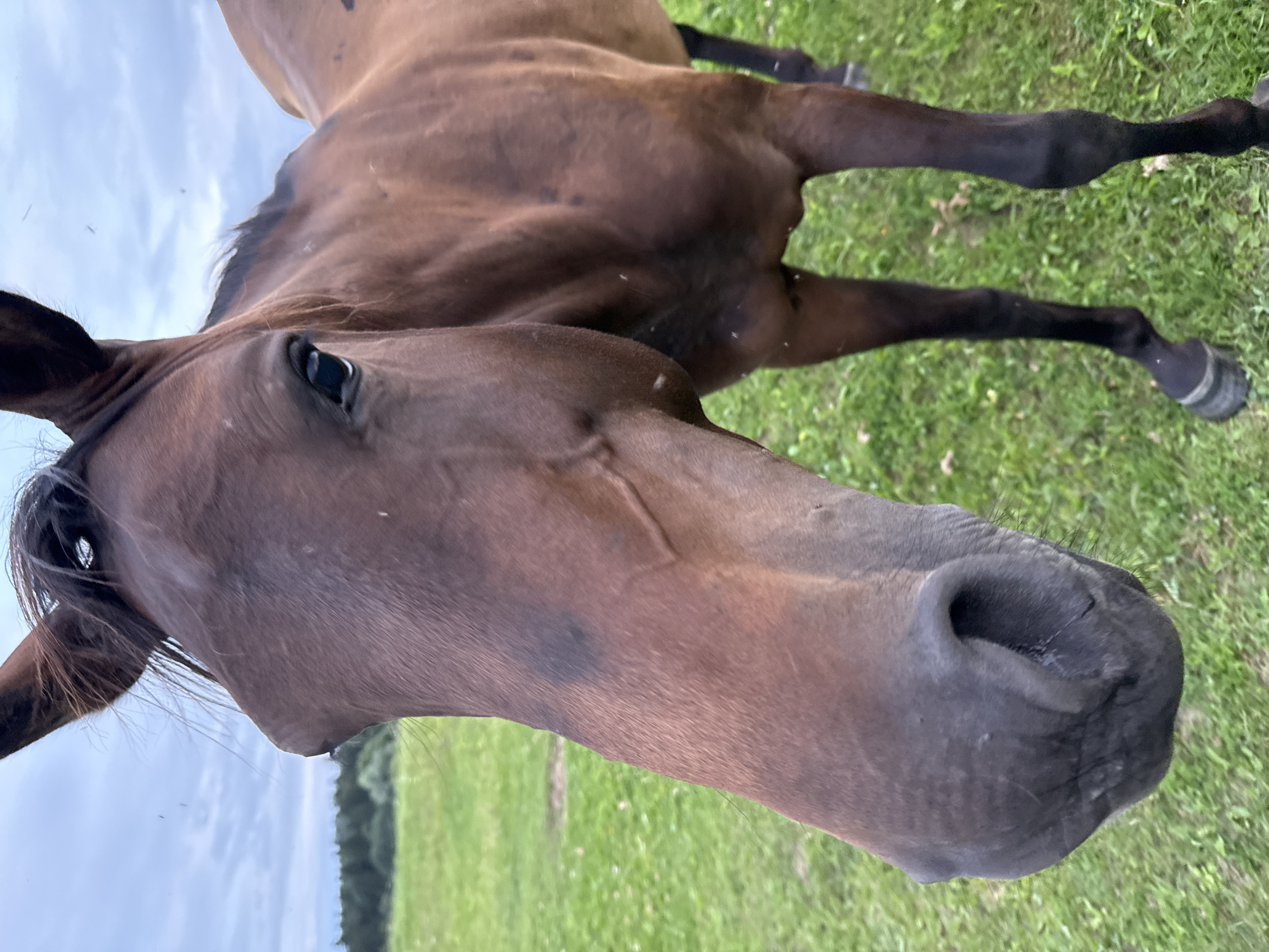 Horses and grounds at Galinė equestrian training center, Lithuania