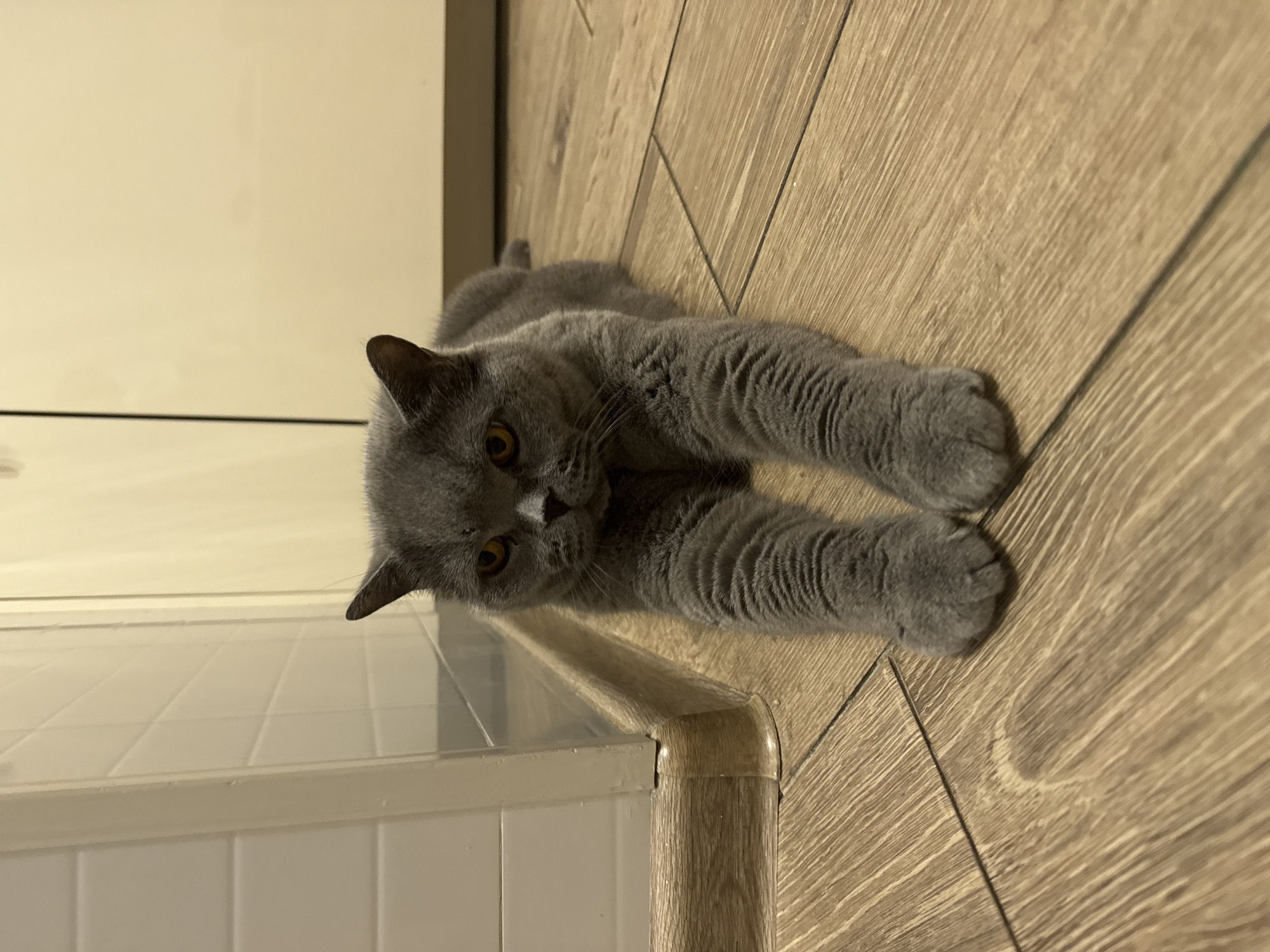 Grey British Shorthair lounging on a kitchen floor in Russia