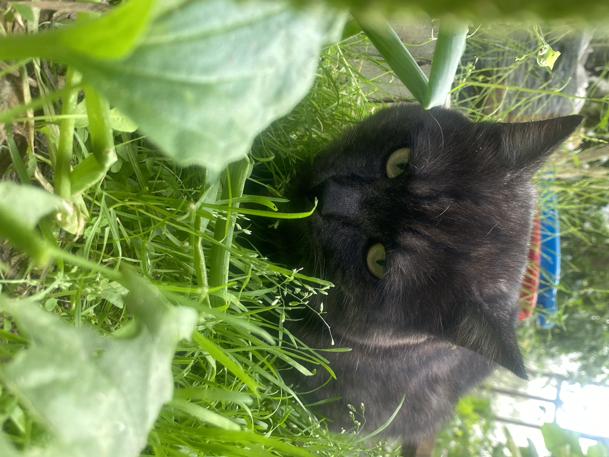 Cats roaming a backyard garden in Nyagan, Russia