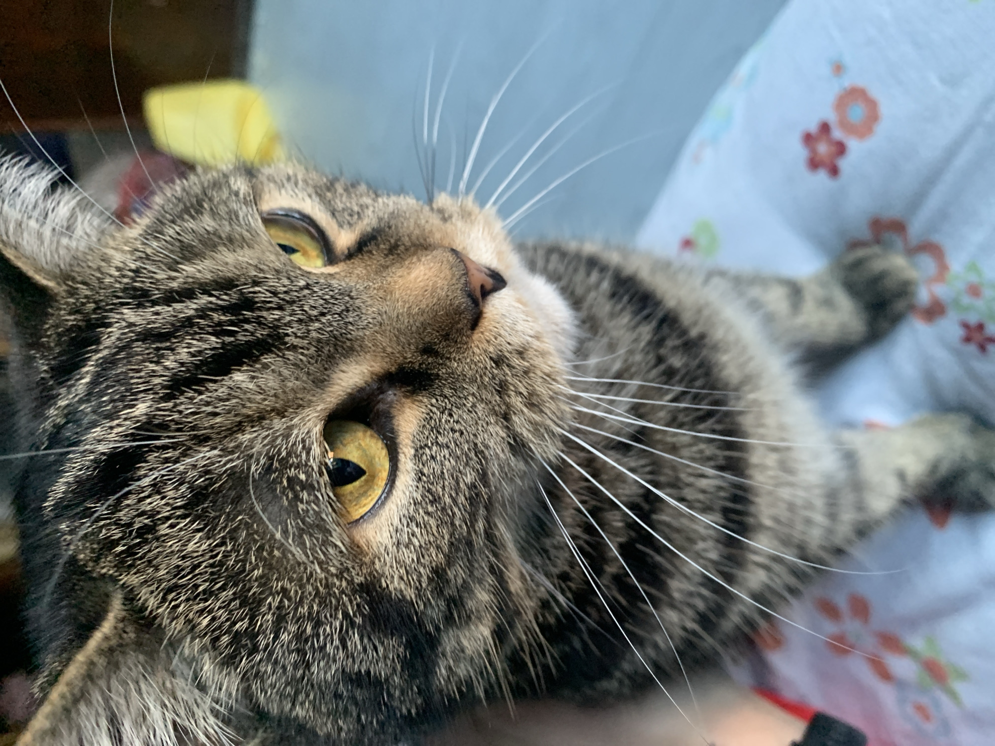 Tabby cat photographed at home in Stavropol, Russia