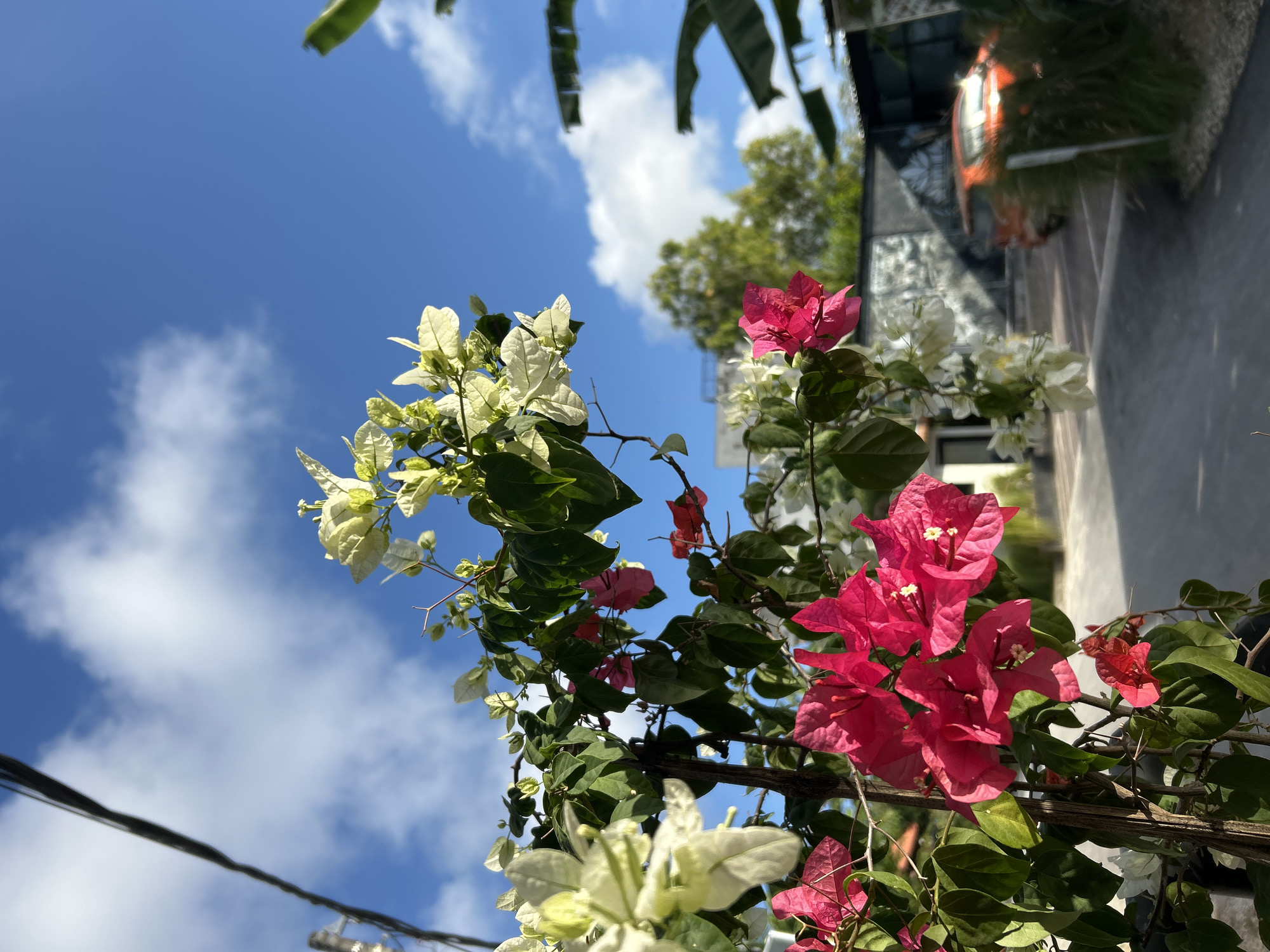 Tropical morning details: flowers, fruit, foliage, and architecture