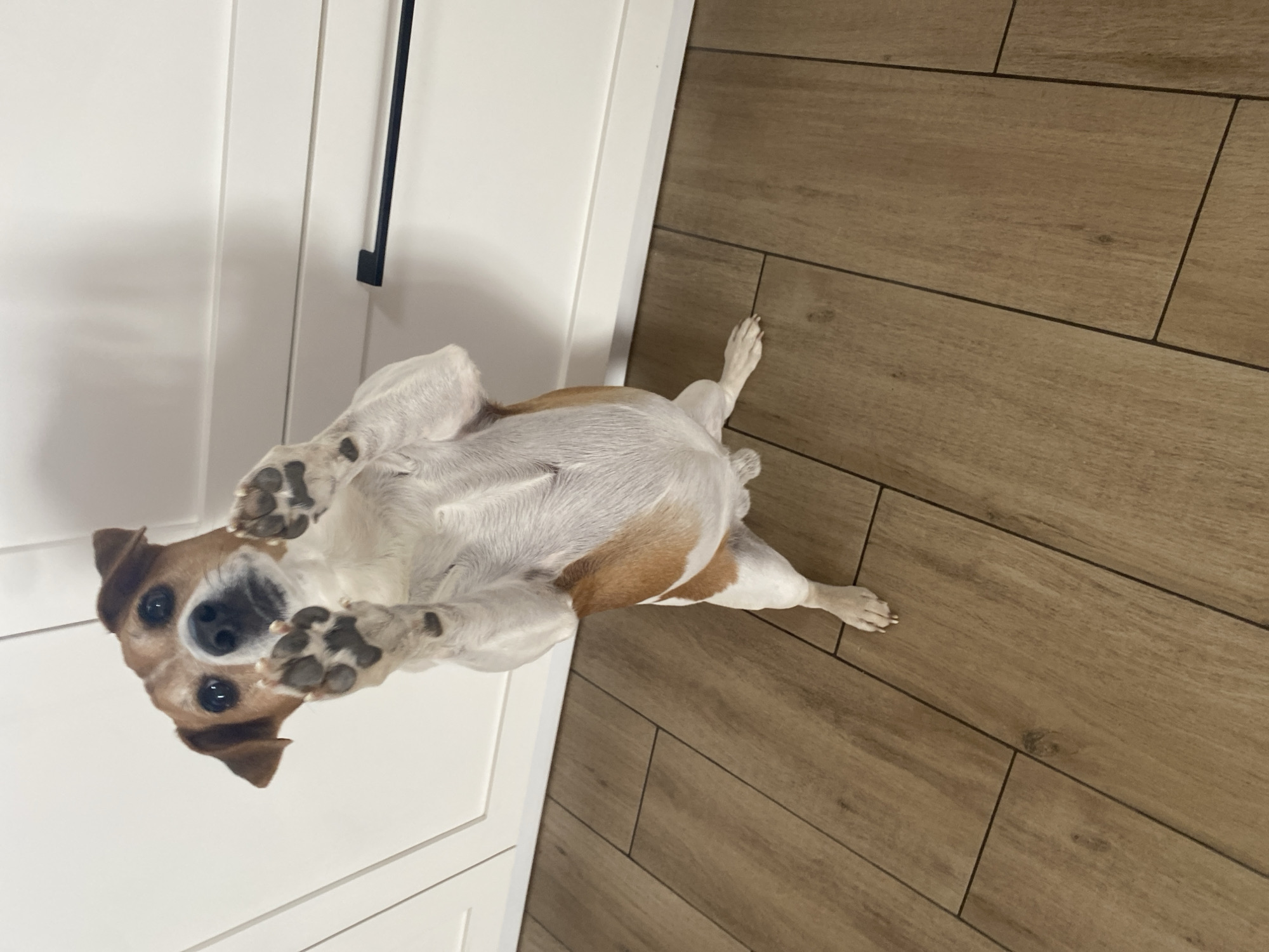 Woman's morning routine with pets documented in Chaikovsky apartment