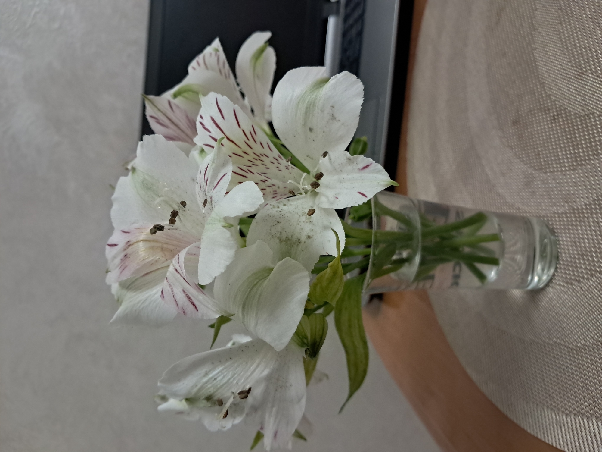 Flowers, houseplants, and a hamster at home