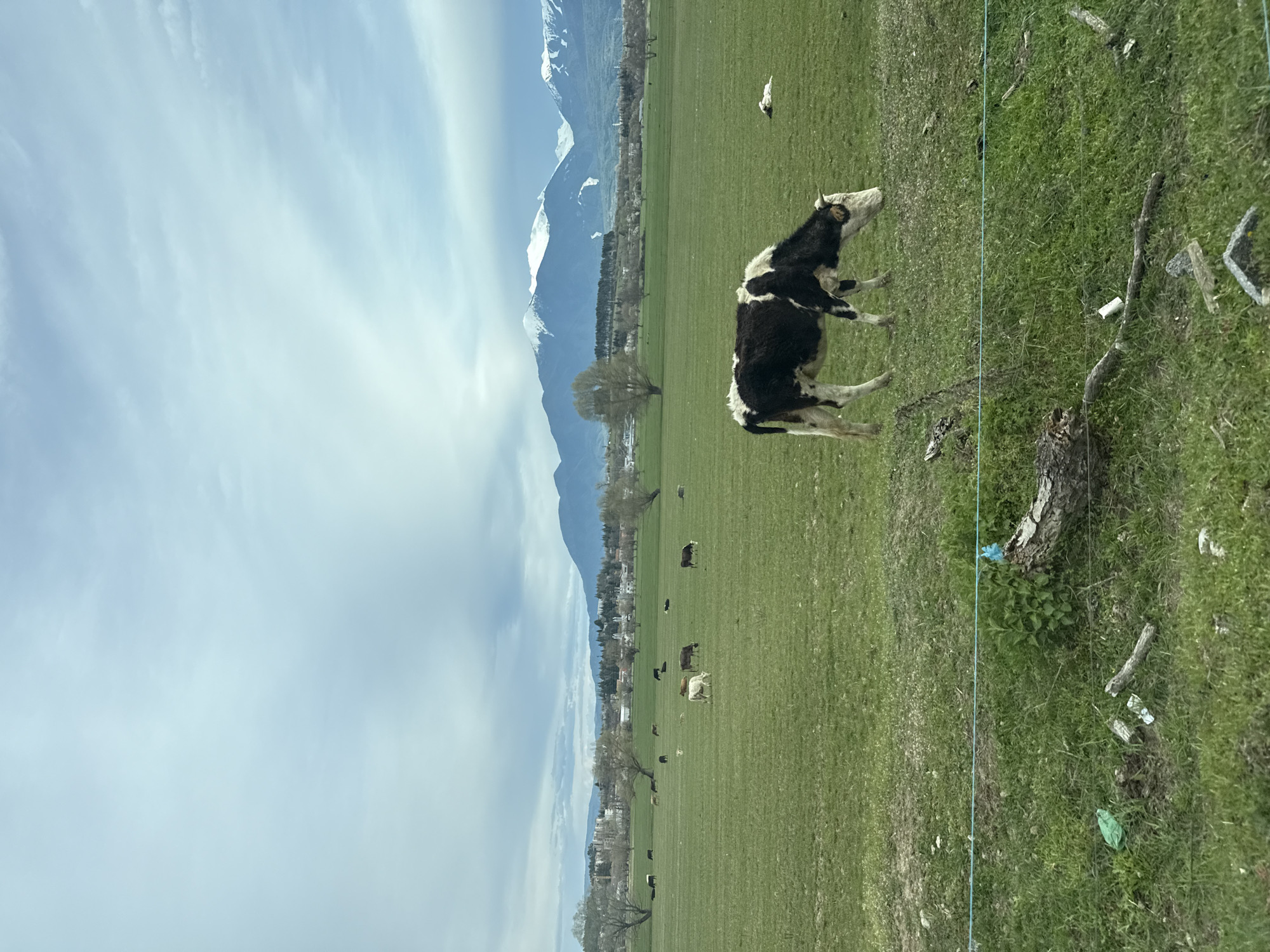Cattle graze in mountain pastures near Razlog, Bulgaria