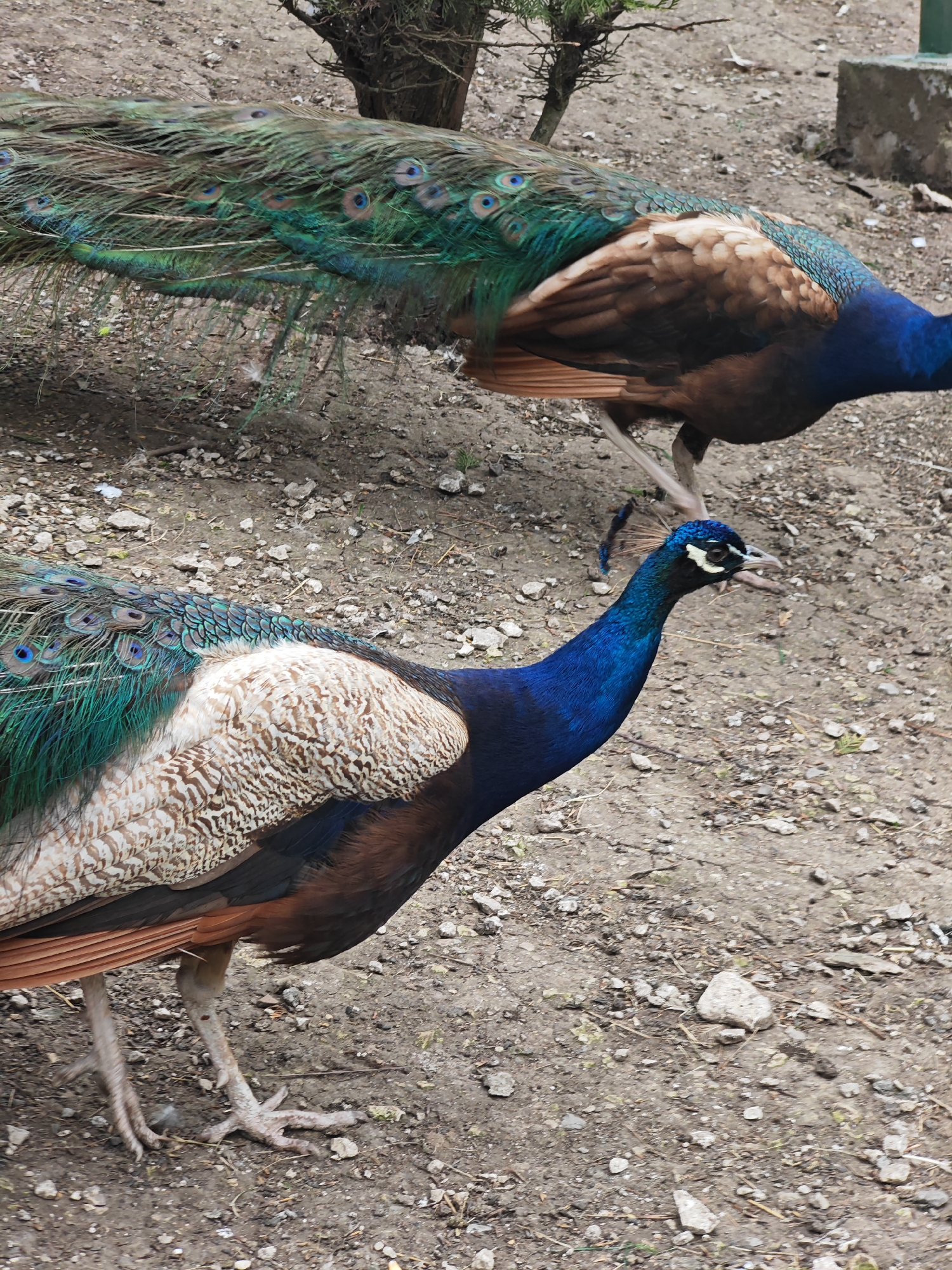 Zoo visit documented in Shumen, Bulgaria features diverse wildlife