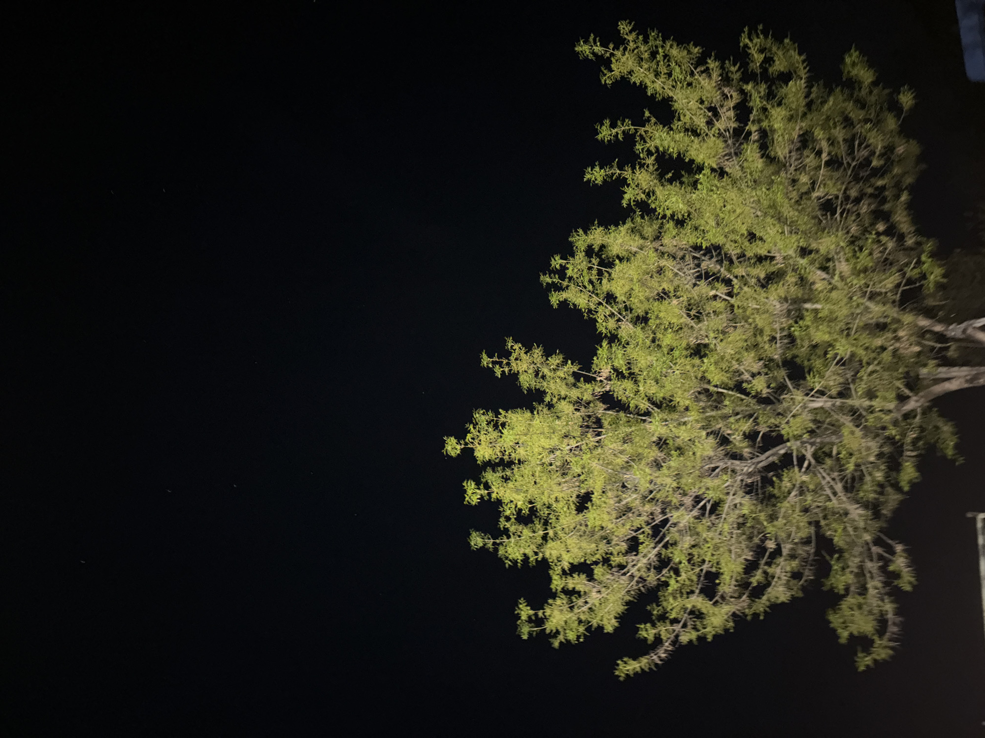 Tree photographed against night sky in Sandanski, Bulgaria