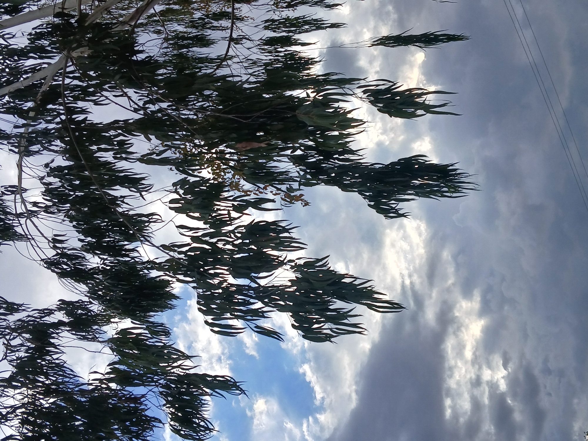 Eucalyptus trees observed under partly cloudy skies in Ciudad Guayana