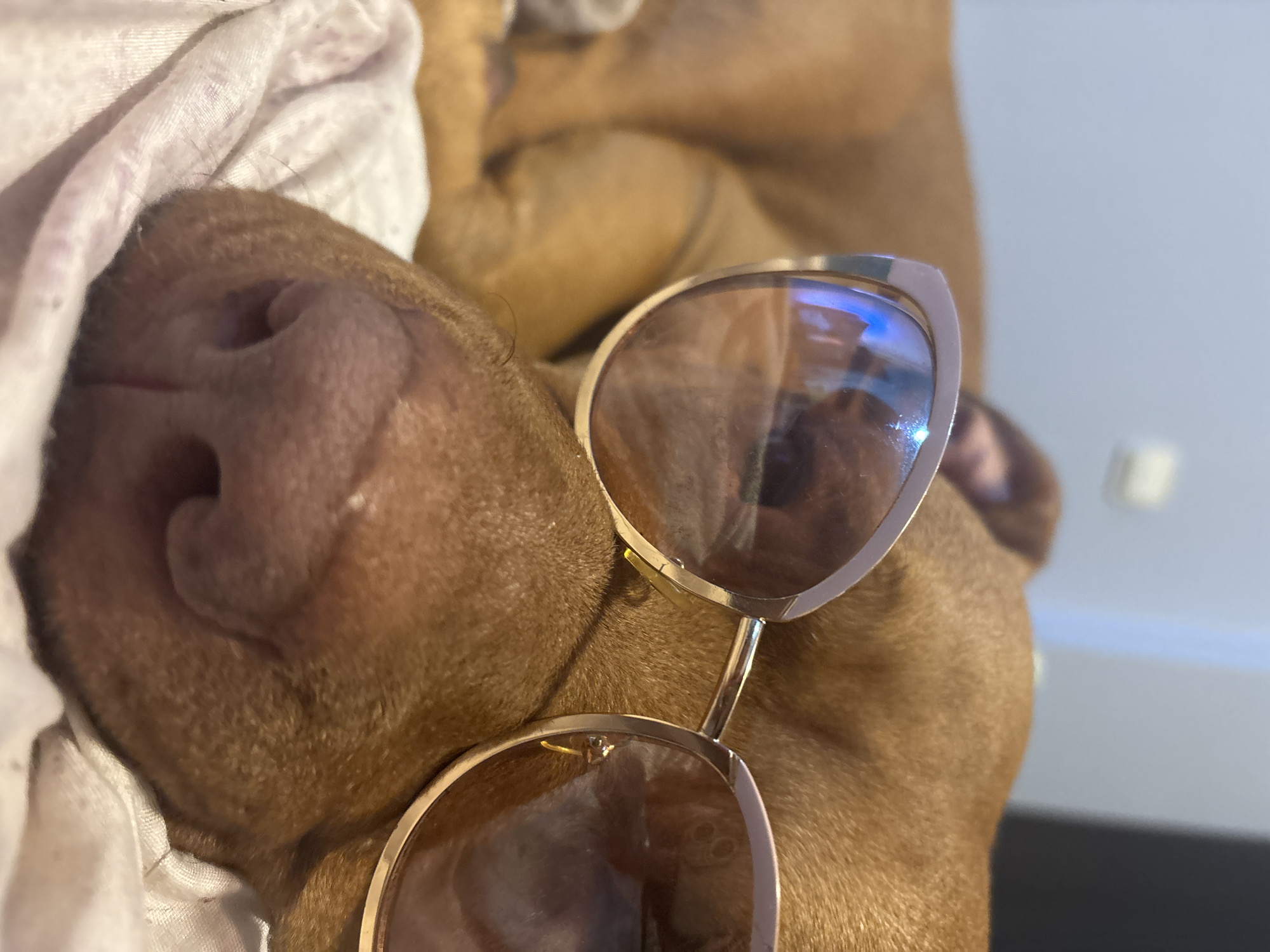 Dog spotted wearing gold sunglasses in Sofia indoor setting