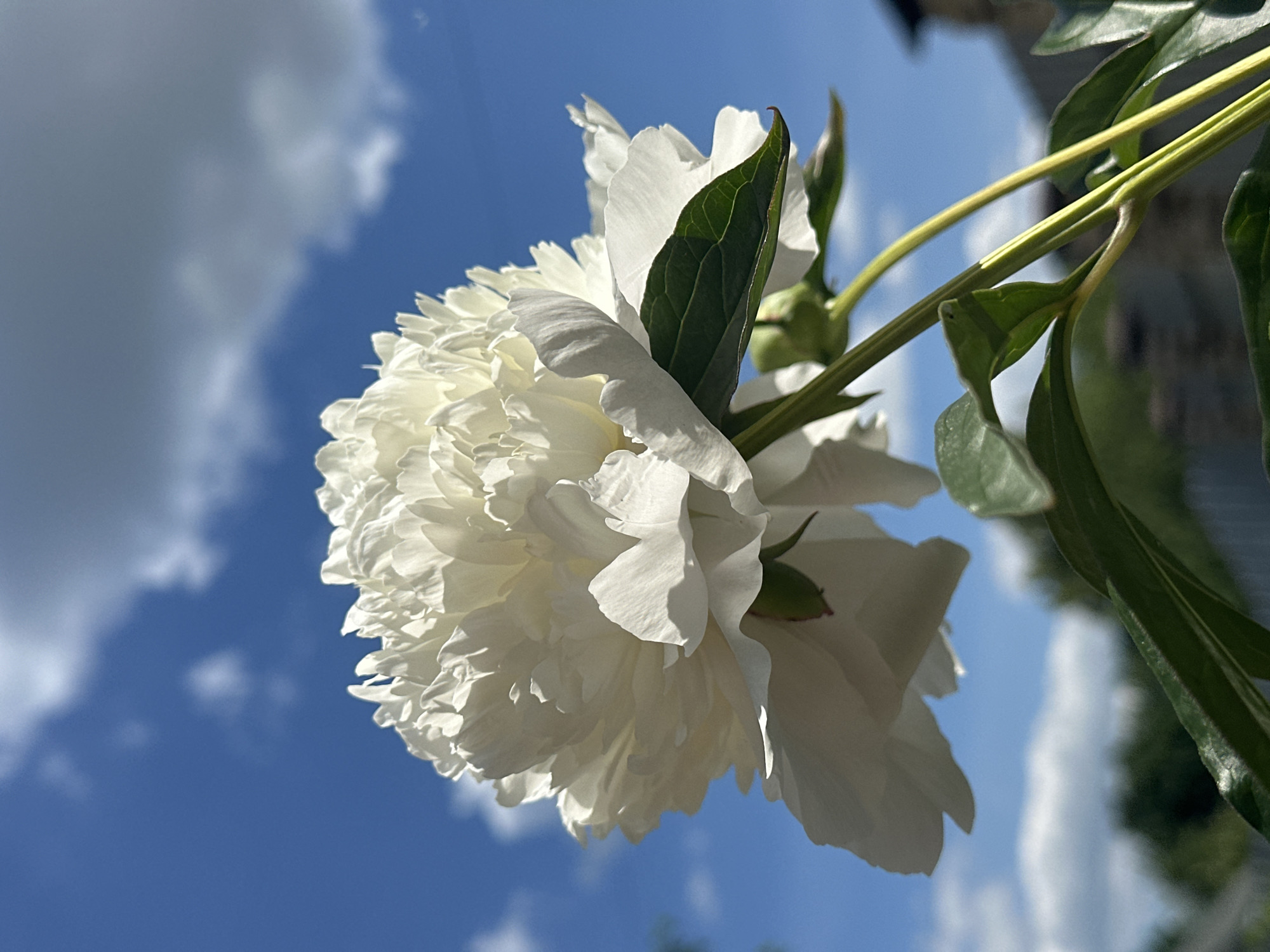 Summer backyard moments: children playing, peonies blooming in Nizhny Novgorod