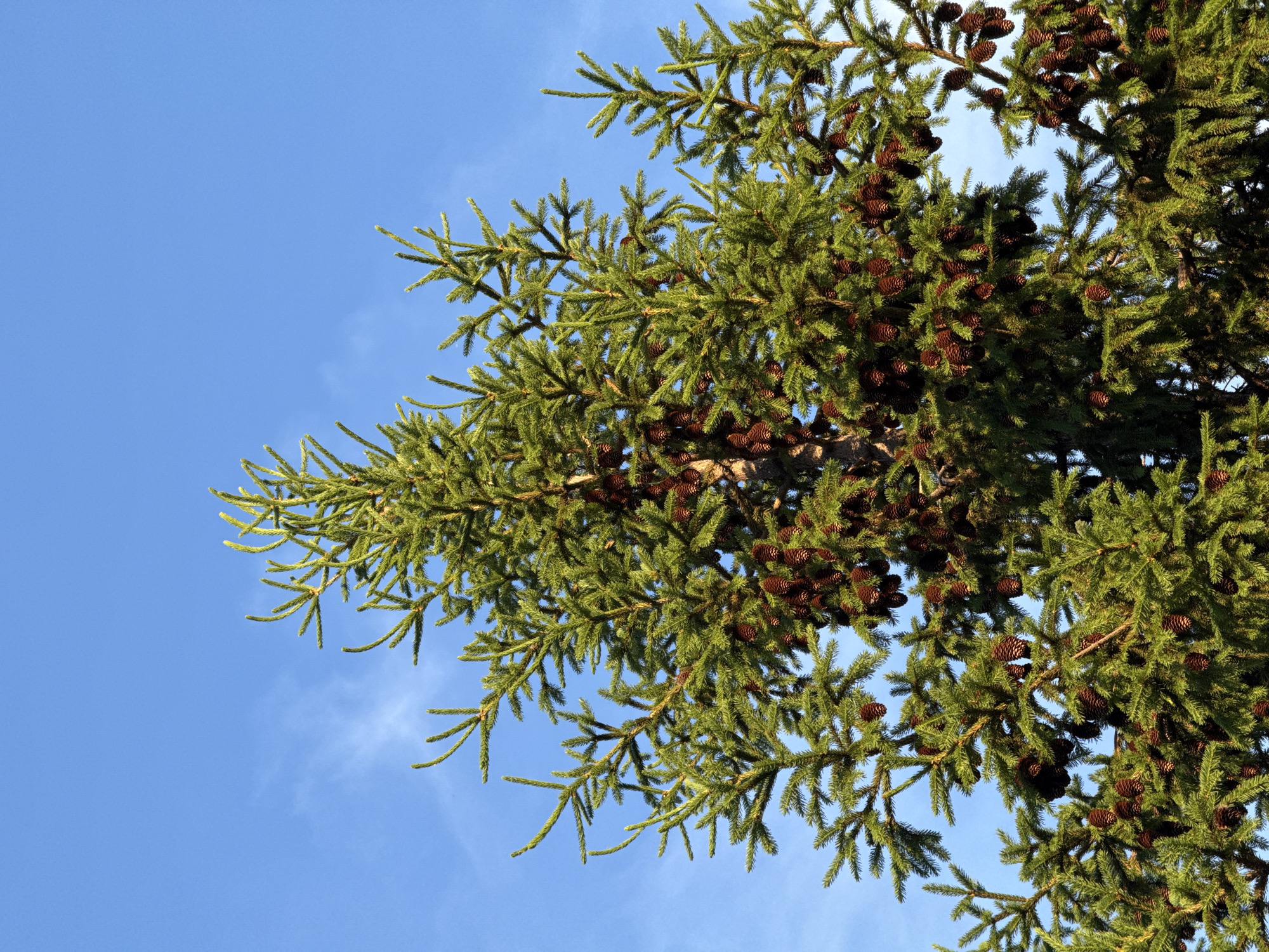 Spring tree observations documented across Kazan, Russia