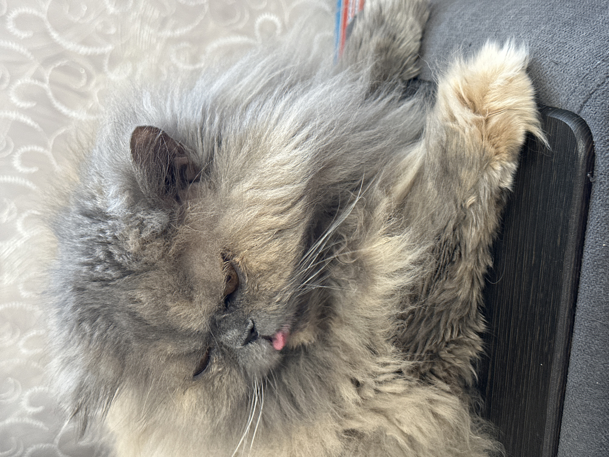 Spring afternoon memories captured in Chaikovsky: cats, lilacs, everyday moments