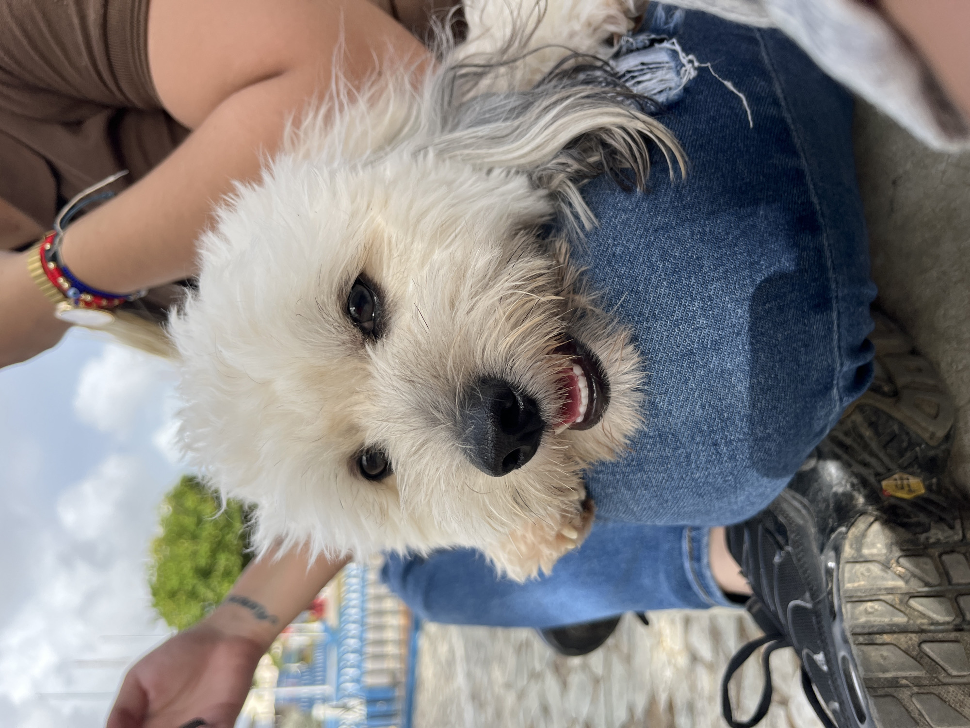 Lazy afternoon with a fluffy white dog in Juan Griego