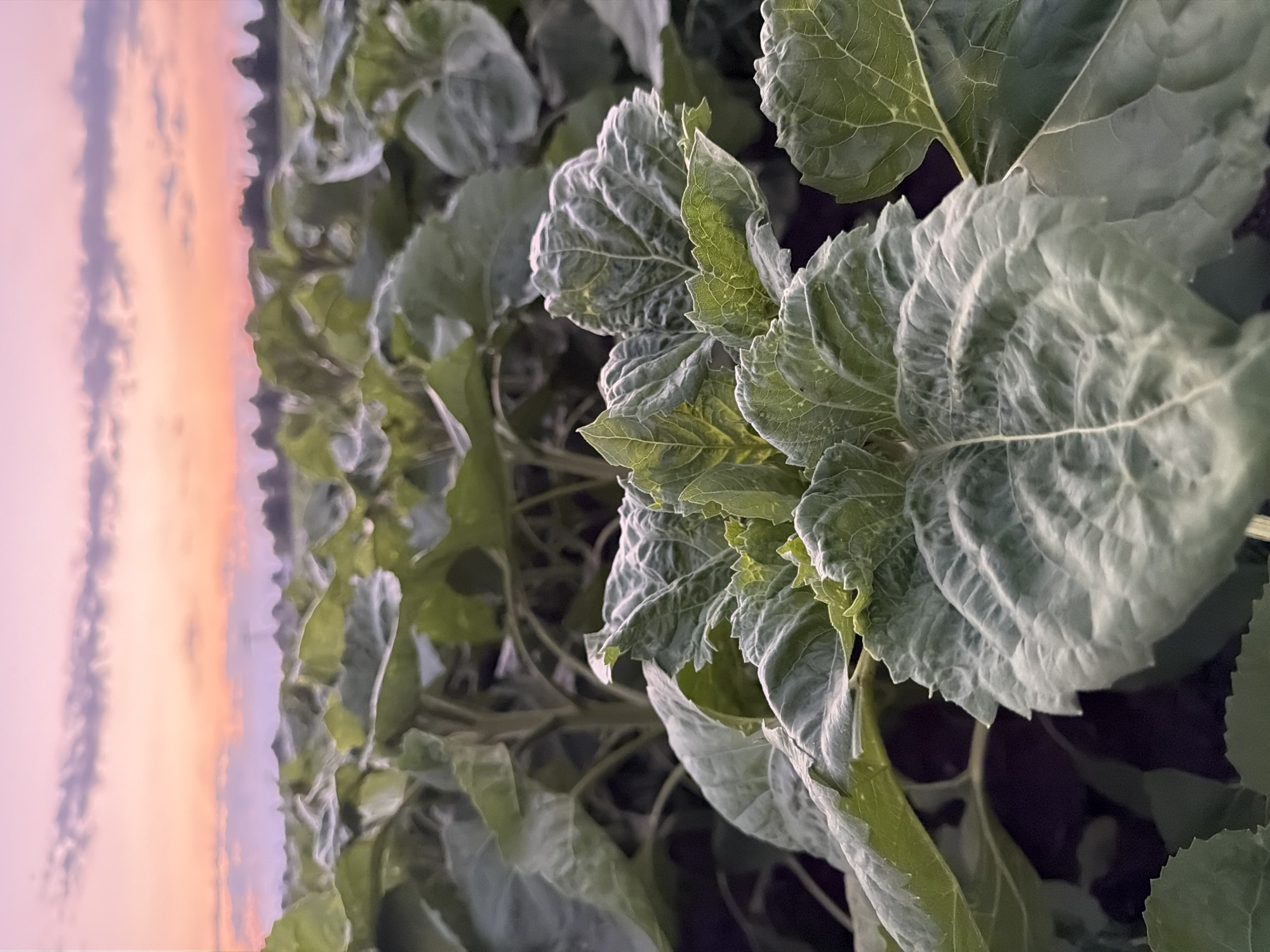 Sunflower fields at dusk, Schwedt/Oder