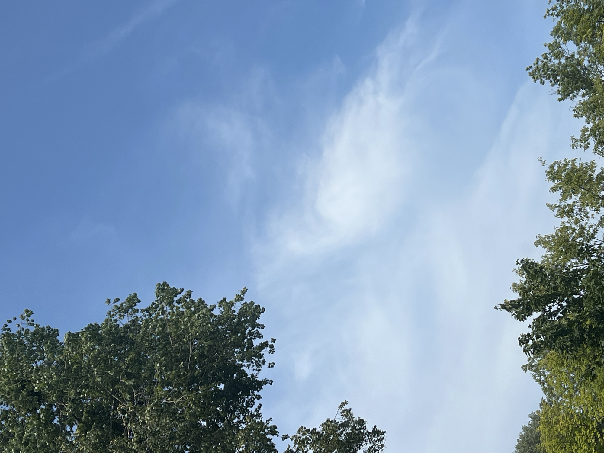 Looking up through Warsaw trees into a summer sky