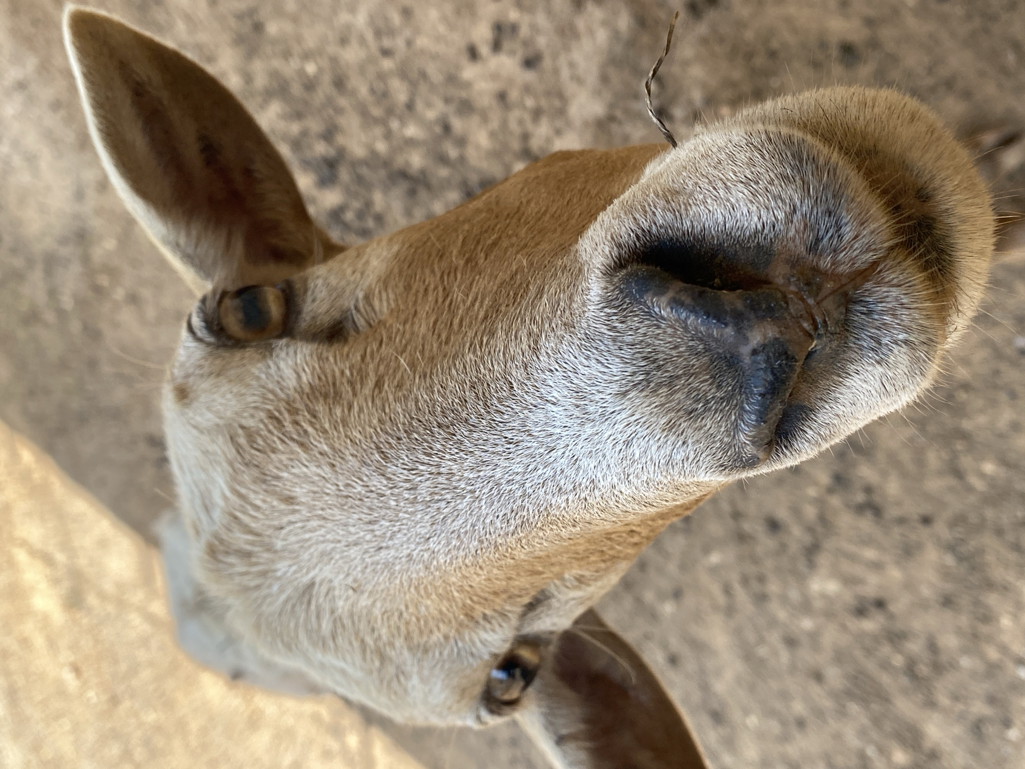 Wildlife encounters documented at Tinaquillo, Venezuela location