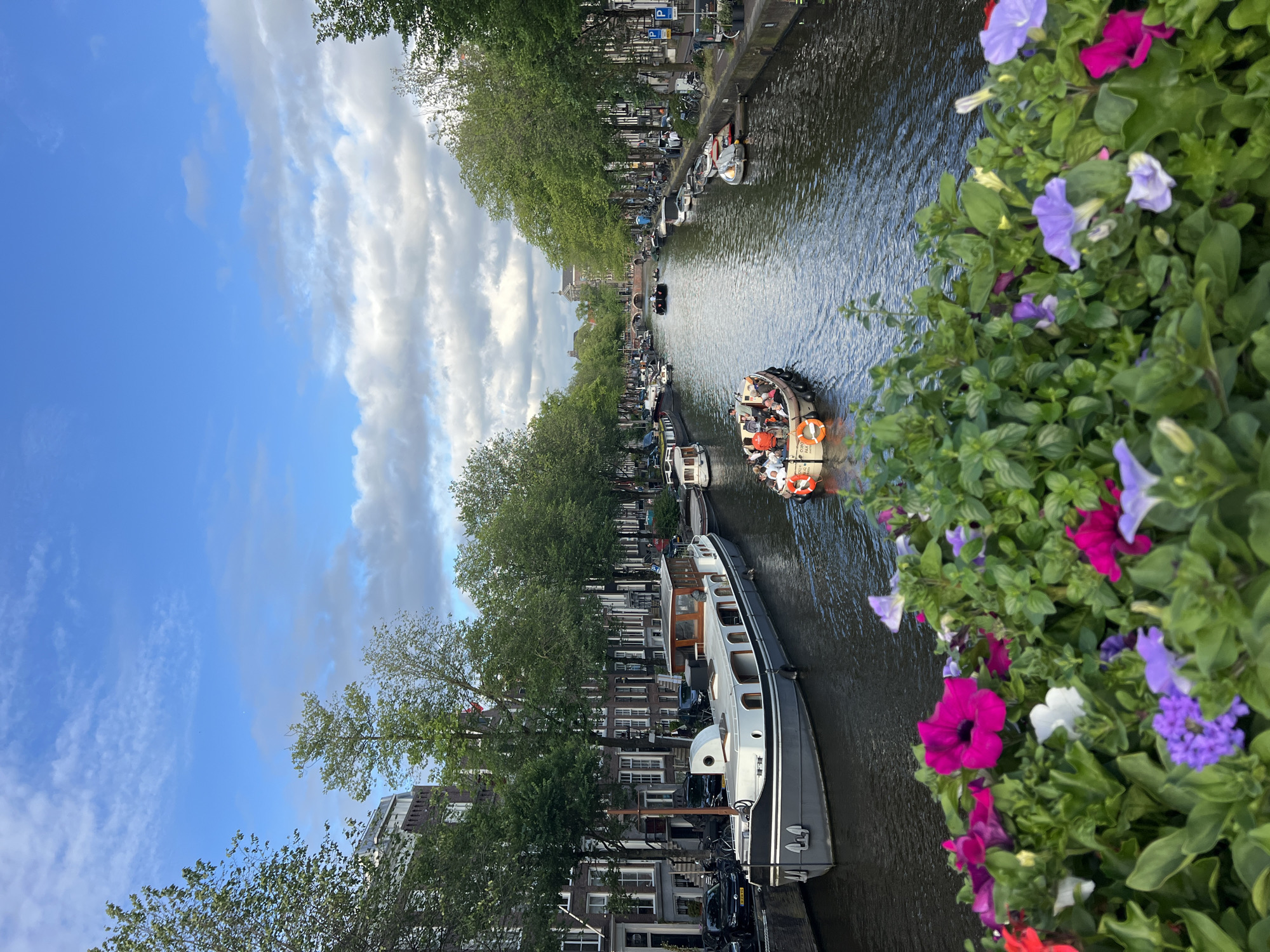 Colorful petunias frame a quiet Amsterdam canal scene