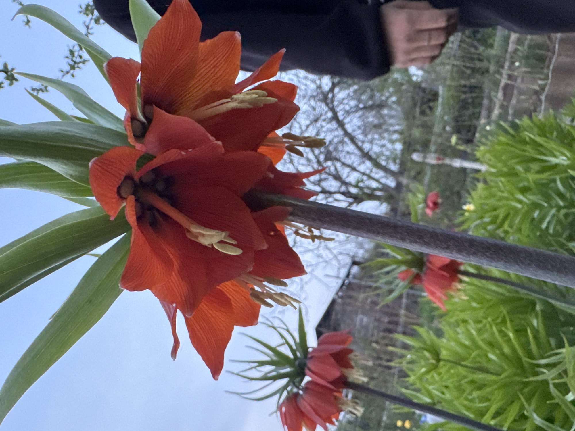 Spring garden blooms documented in Mayak, Russia