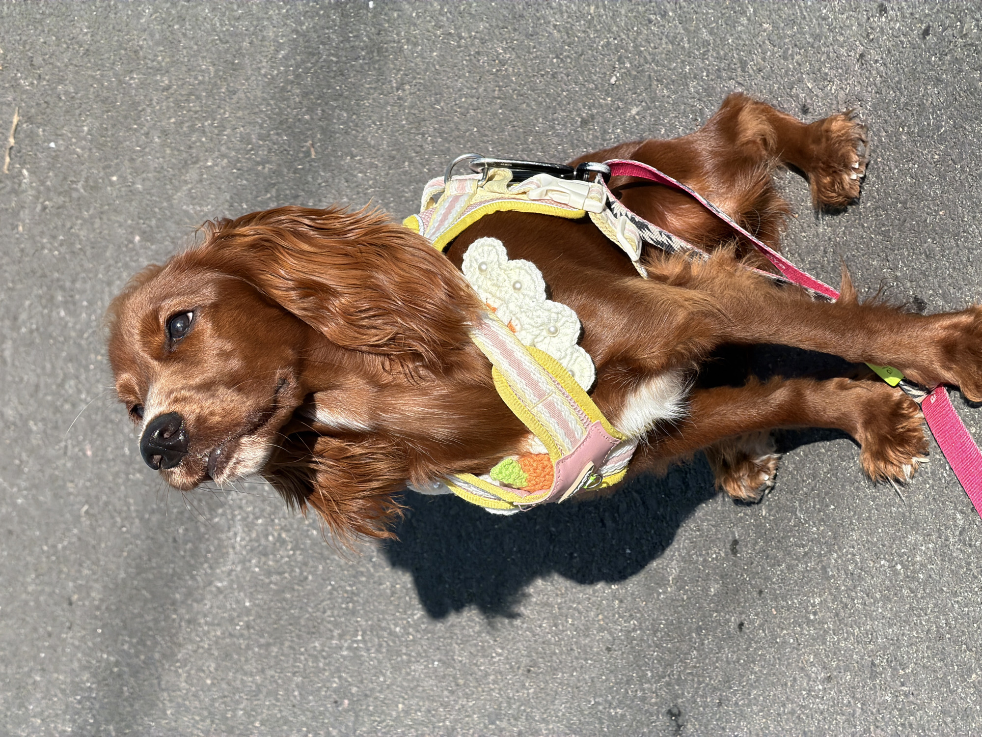 Cavalier King Charles Spaniel spotted around Chang Phueak, Thailand