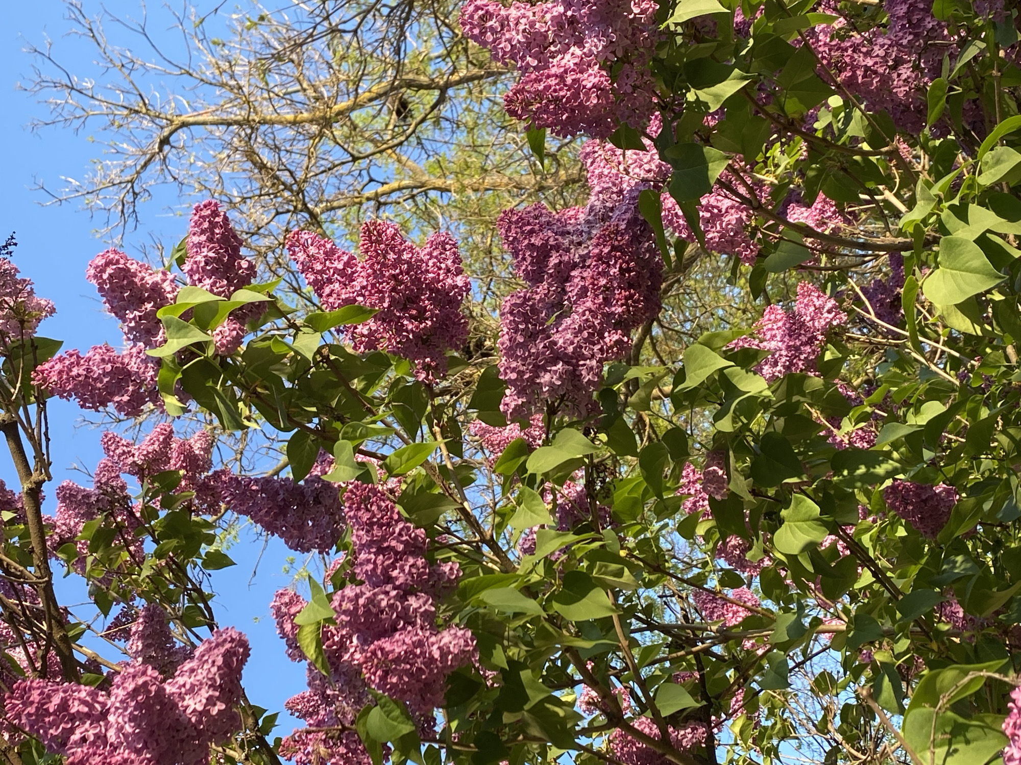 Lilac bush blooms observed in Subotica, Serbia