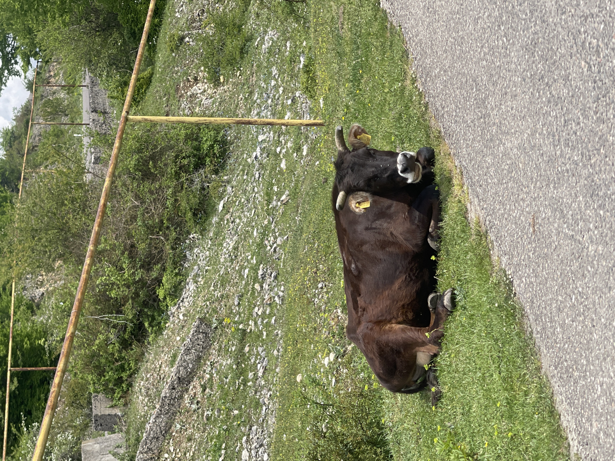 Cow rests roadside in Bunikauri, Georgia