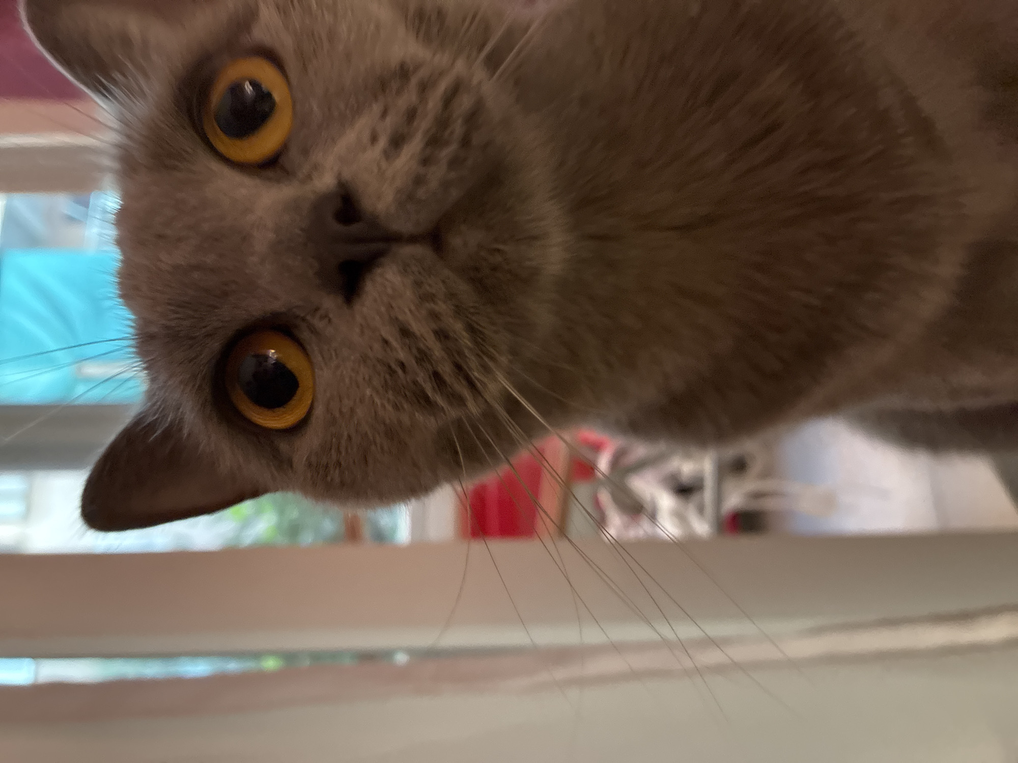Grey cat chilling indoors in Alanya, Turkey