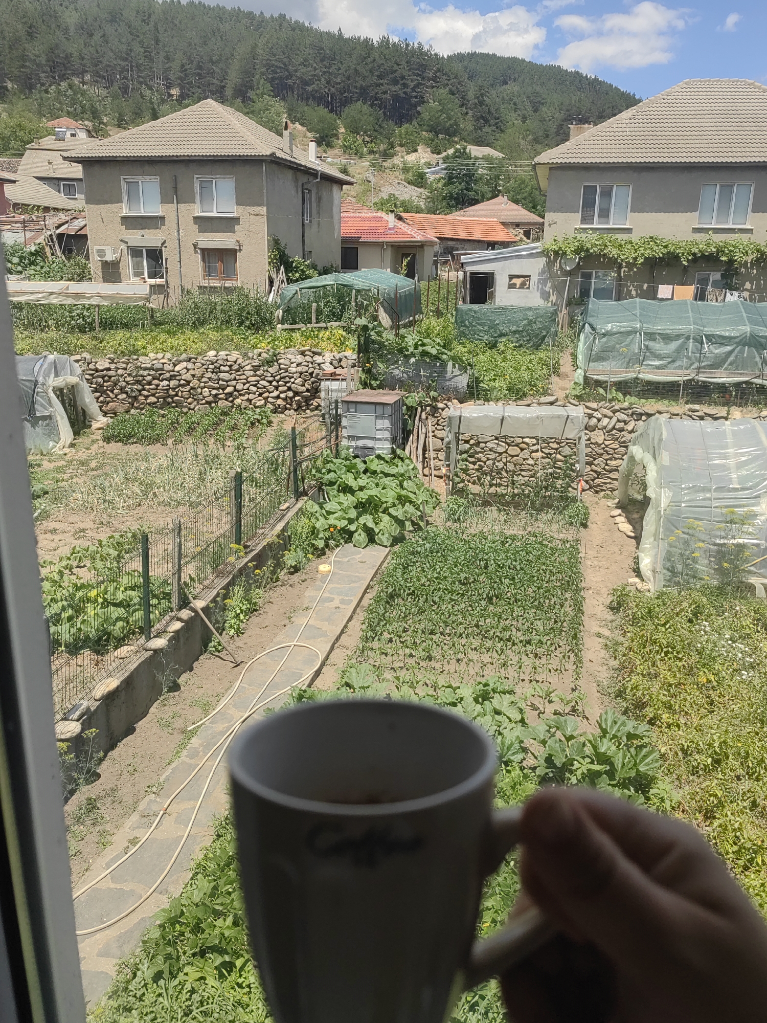 Quiet summer morning in a Bulgarian village garden