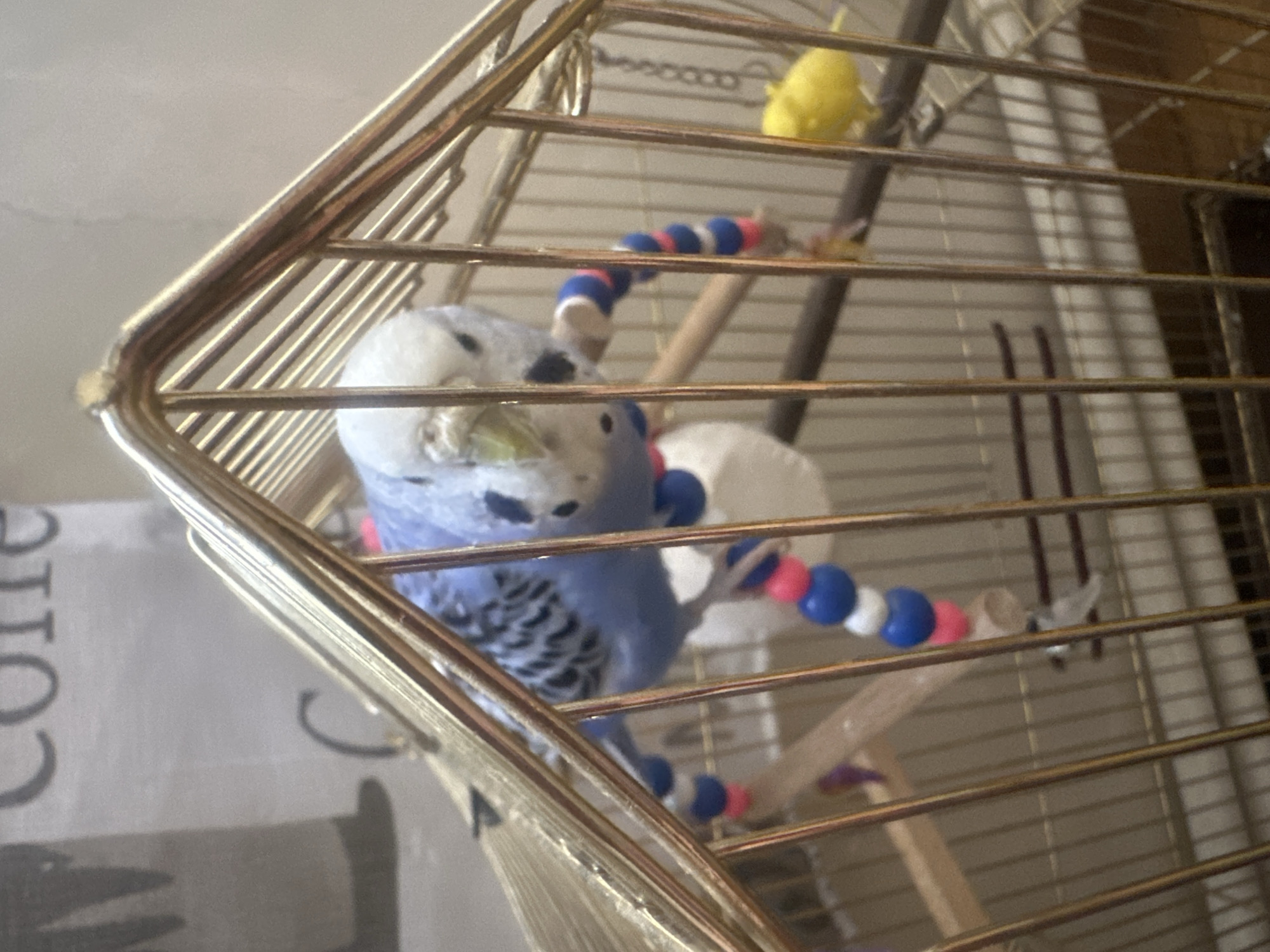 Blue budgie plays and perches inside a decorated gold cage
