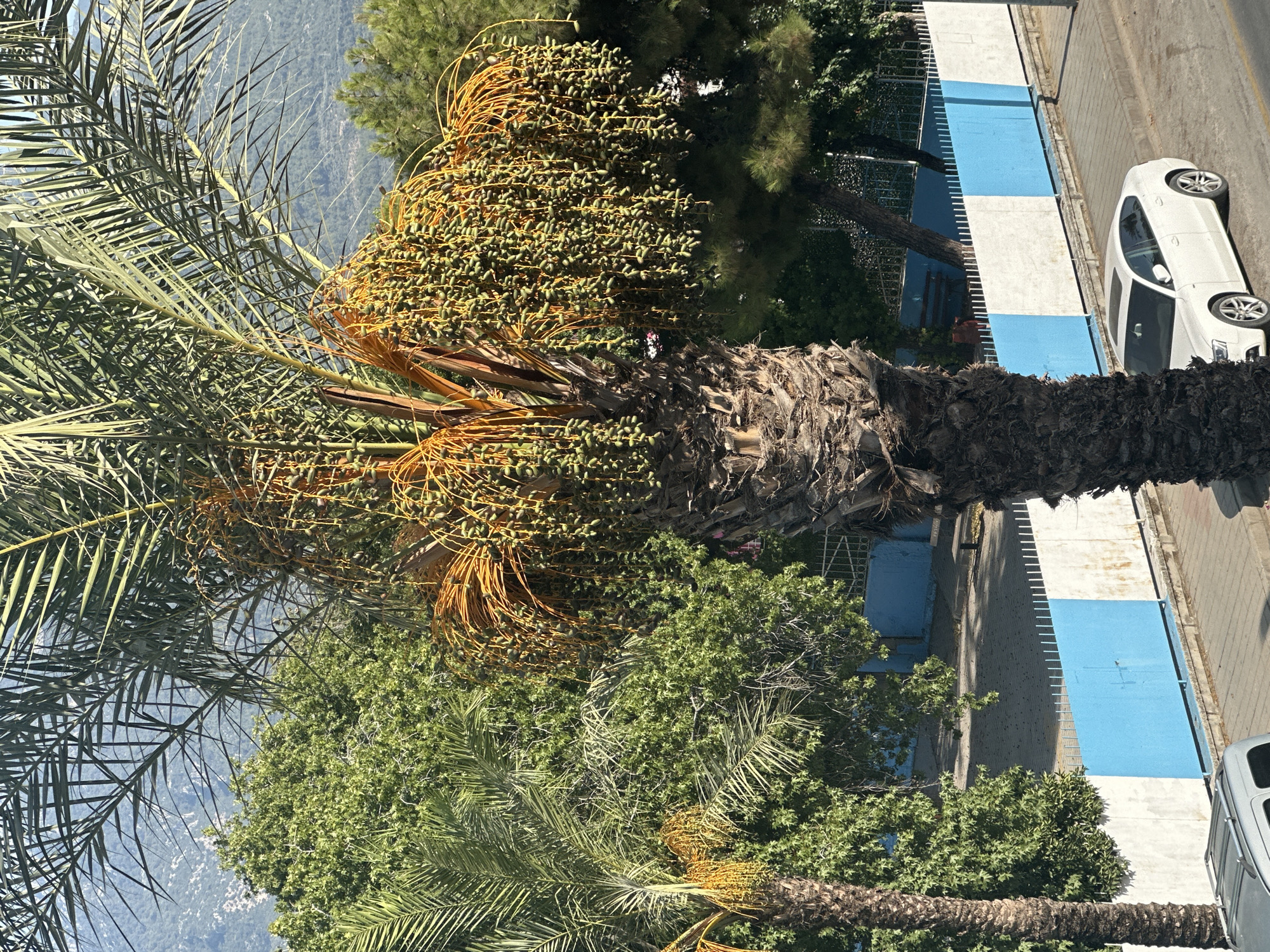 Green date clusters on a palm tree in Fethiye