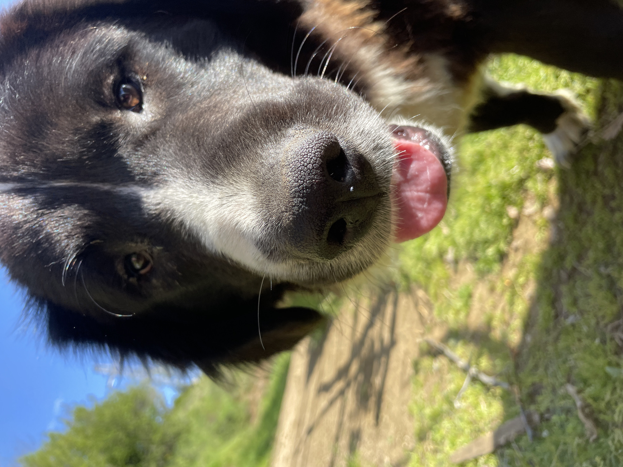 Person plays with friendly dogs in Bulgarian countryside