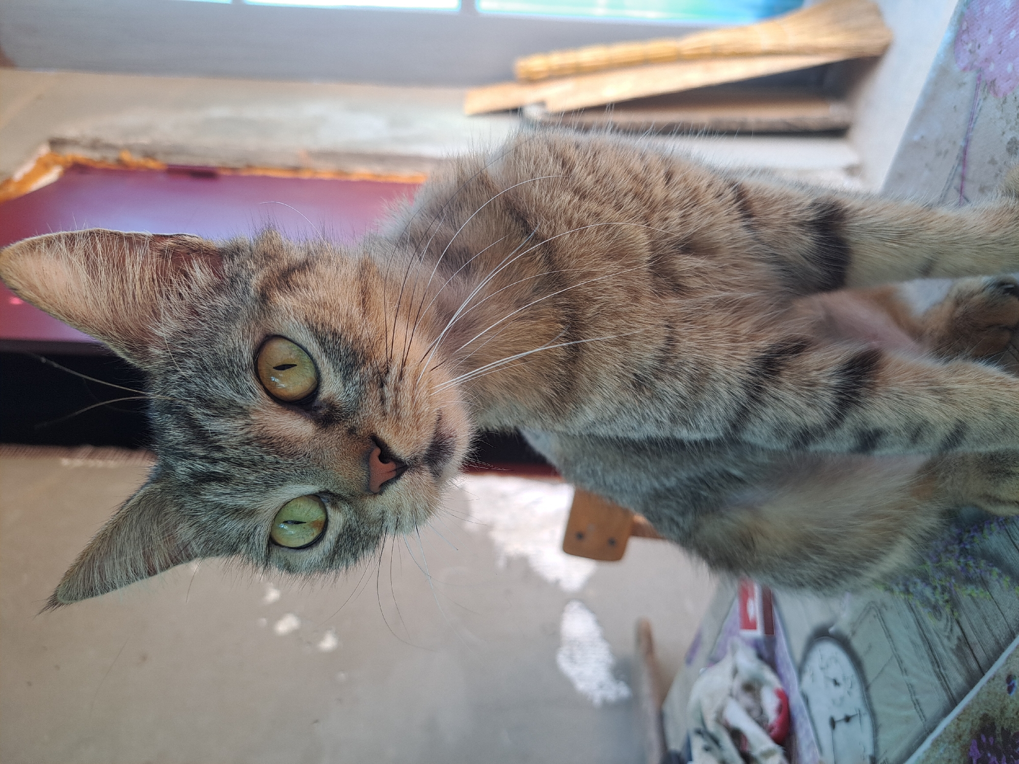 Afternoon in Vypasne: selfies, cats, and overcast skies