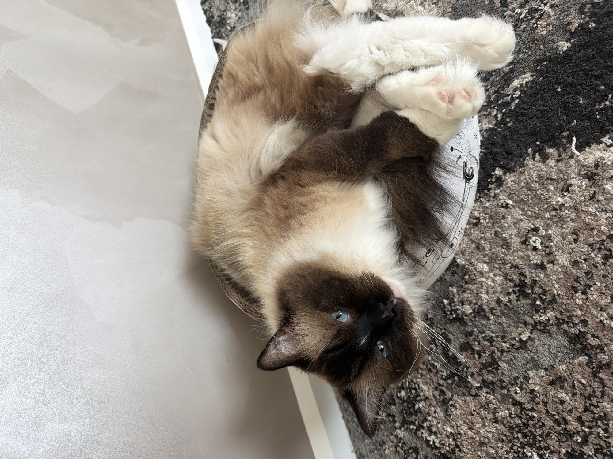 Fluffy cat enjoys a relaxed brushing session at home in Rijswijk
